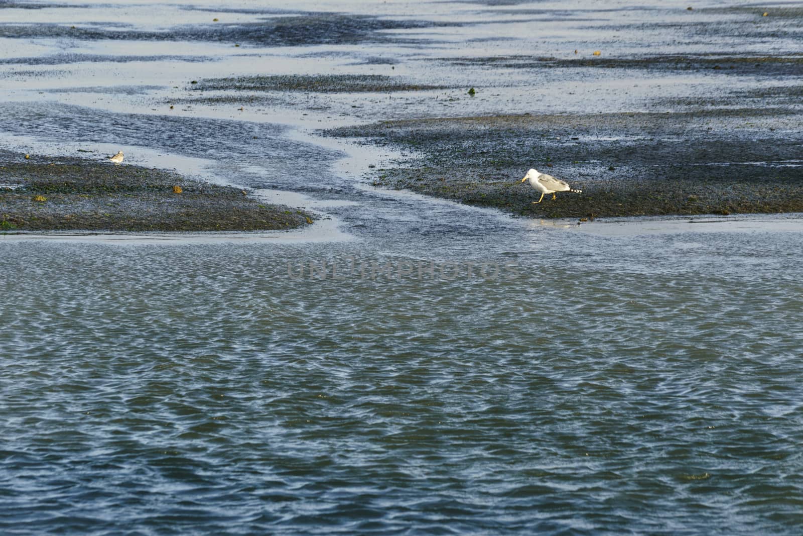 A seagull on Grado Lagoon in winter