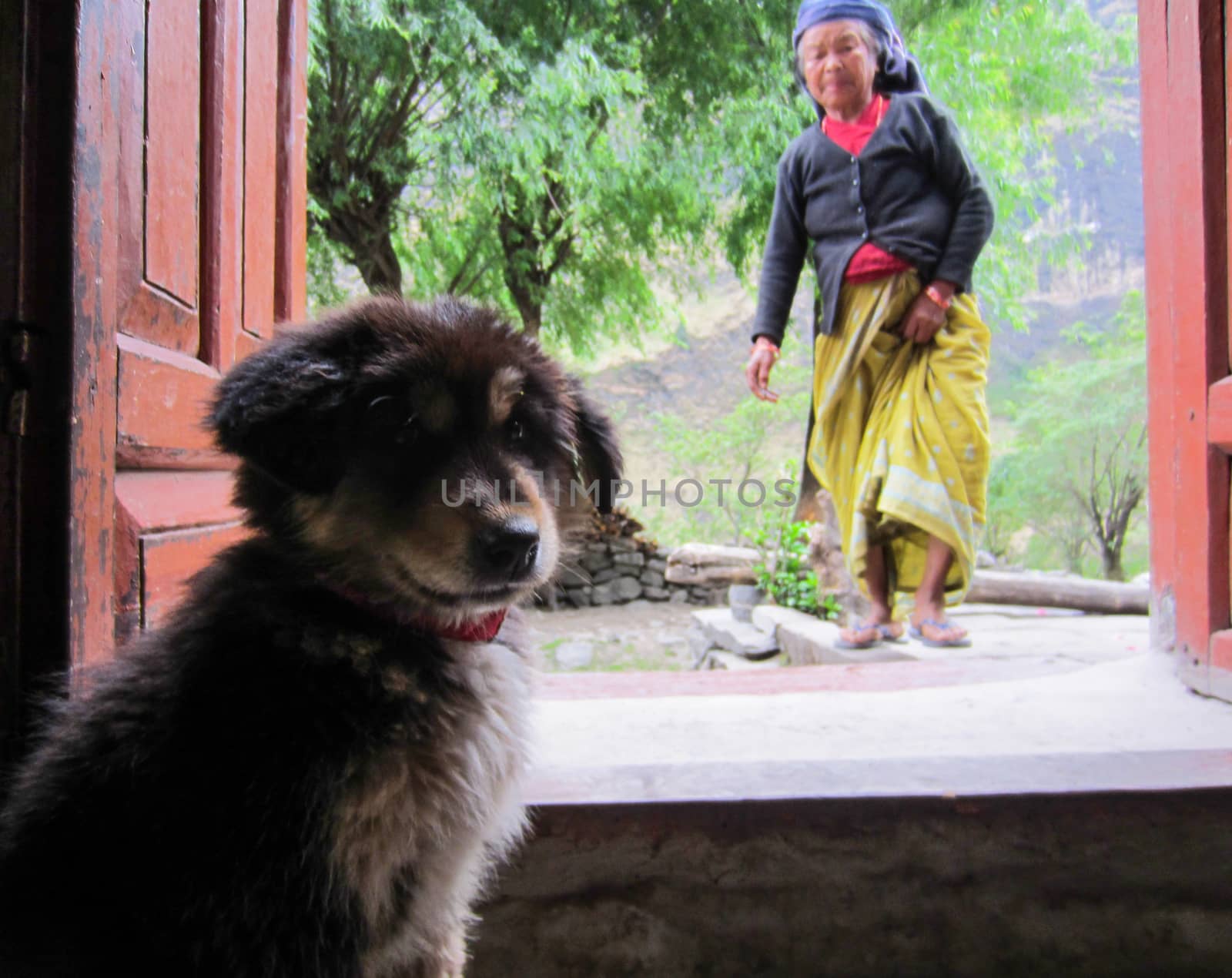 ANNAPURNA, NEPAL - APRIL 28, 2015: Small cute dog puppy is waiting inside a house in front of the open wooden door for his aunt who is approaching from the green garden on a bright day on April 28, 2015 in Annapurna, Nepal.