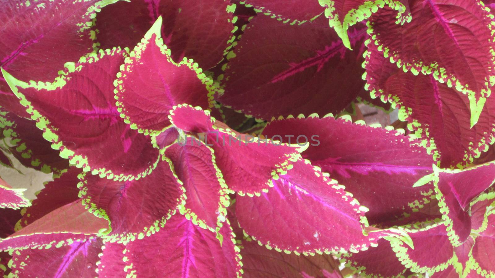 Close up of red coleus leaves with a green border in bright light.