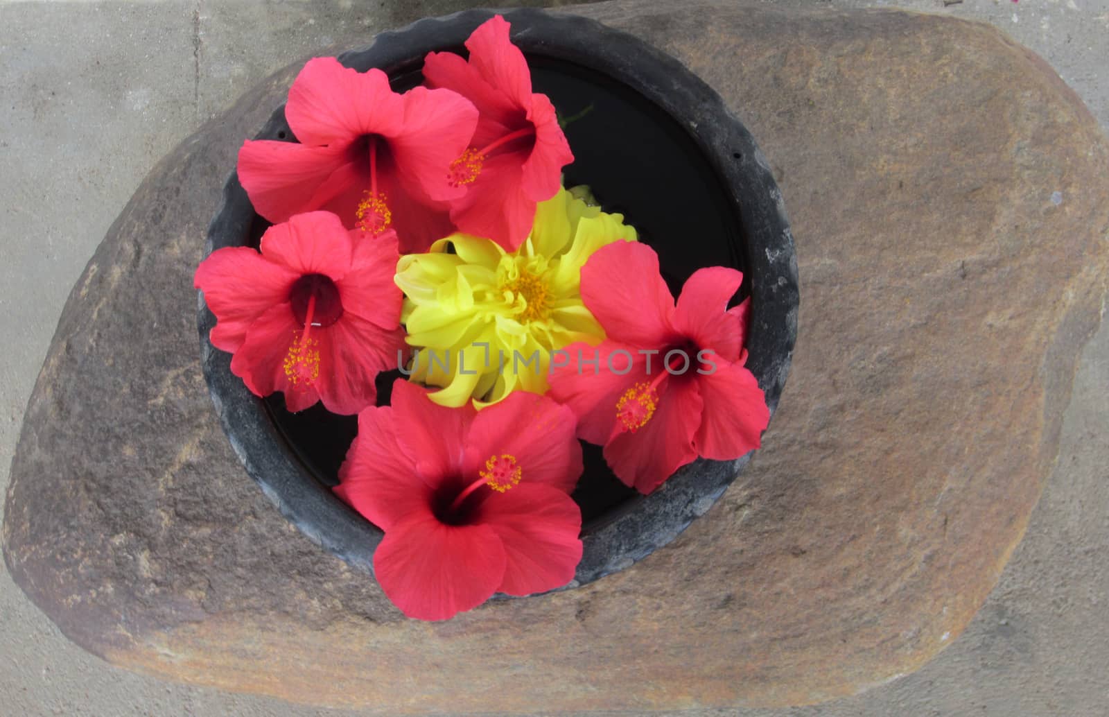 A yellow Coreopsis flower surrounded by red hibiscus in a bowl sitting on a big stone.