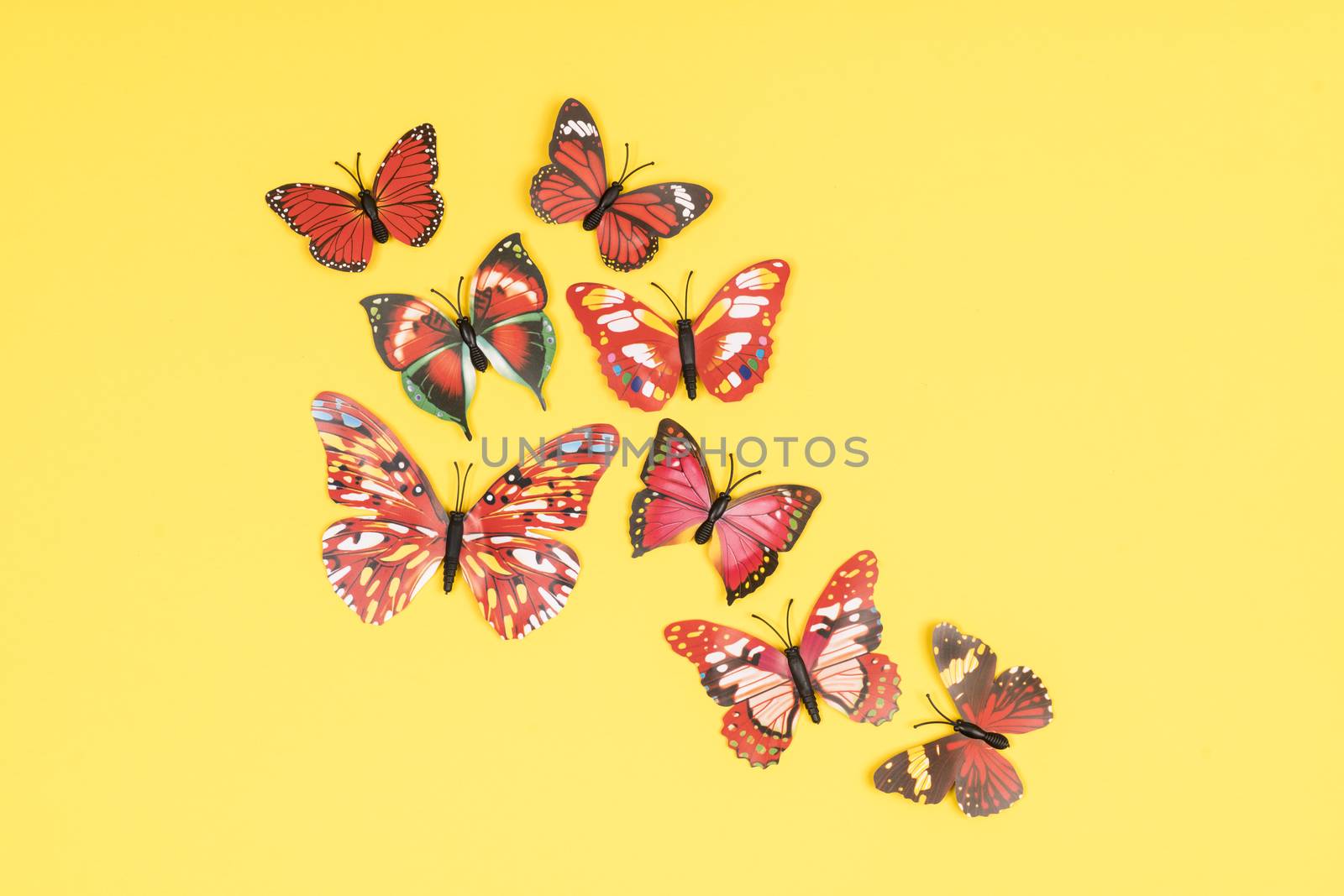 decorative butterflies in a white frame on a colored background