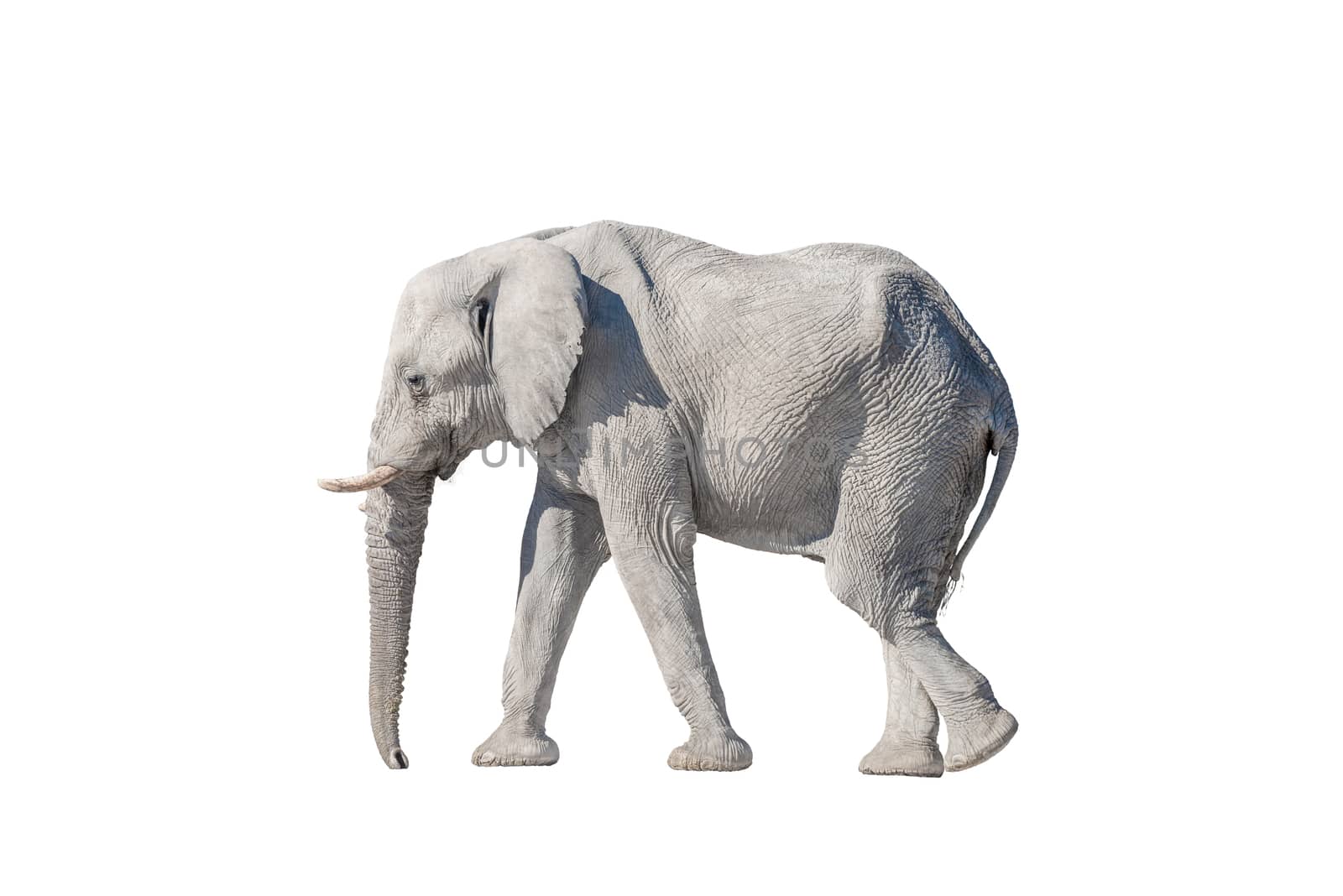 A white African elephant, Loxodonta africana, isolated on white, in Northern Namibia. It is covered with white calcrete dust