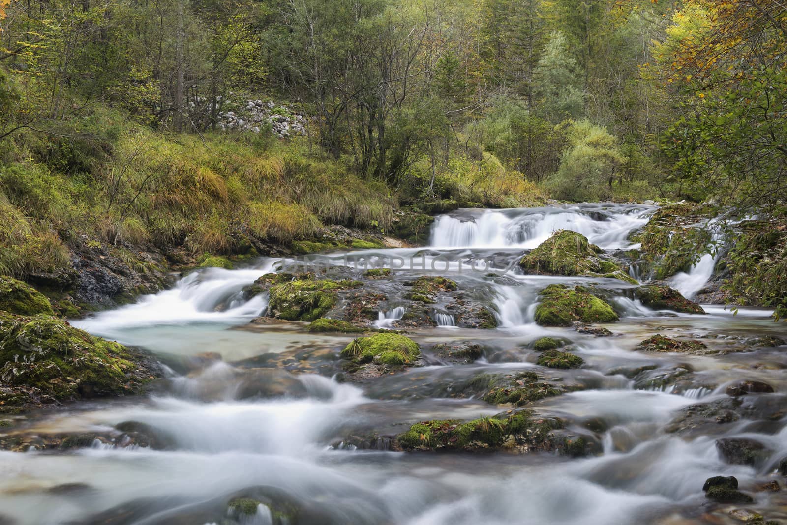 the flow of water in the creek in the woods in Autumn