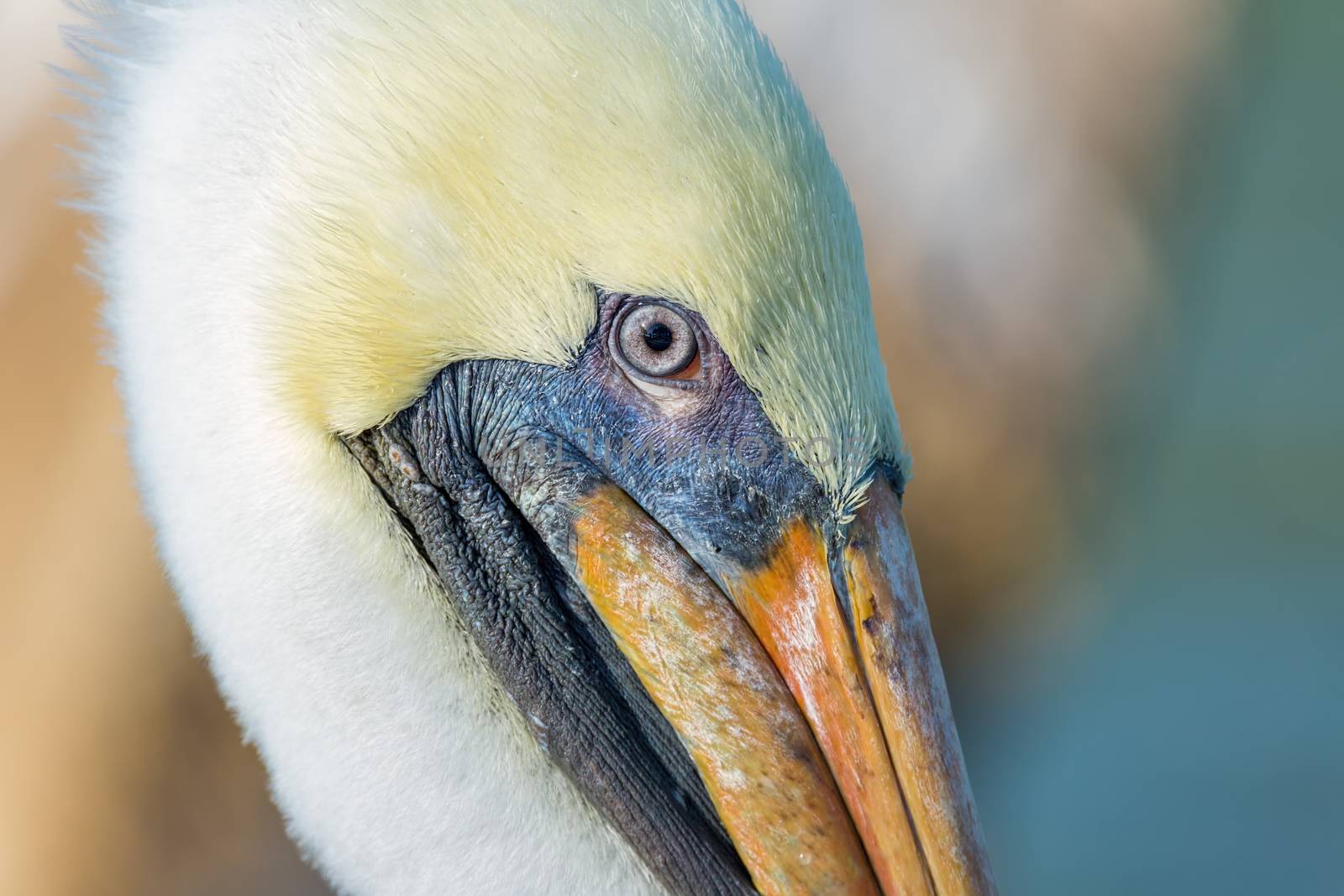 A Pelican Profile, Florida by backyard_photography