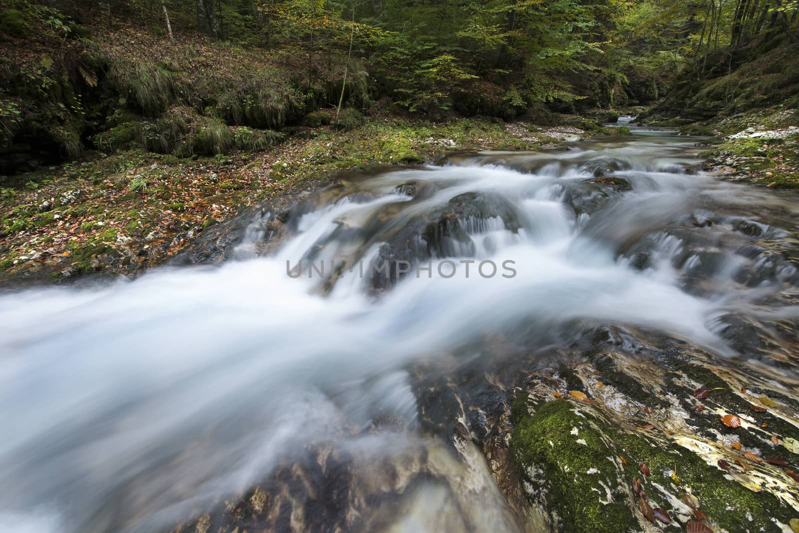 the flow of water in the creek in the woods in Autumn