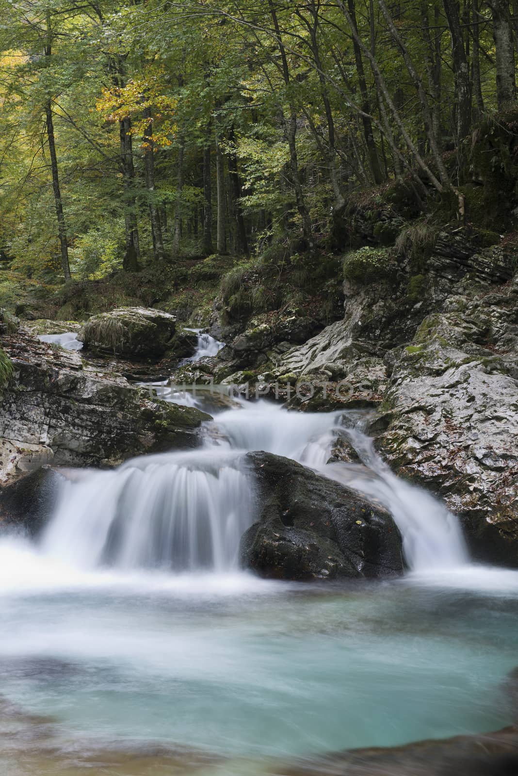 a view of a stream in the wood in autumn