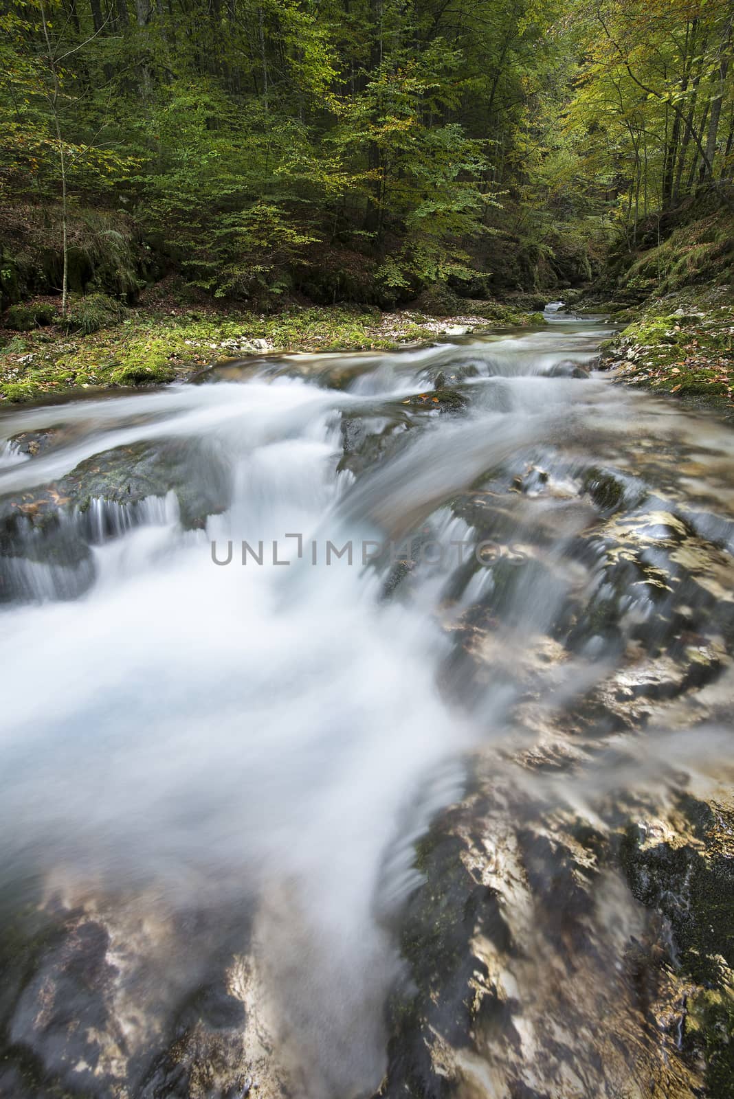 a view of a stream in the wood in autumn