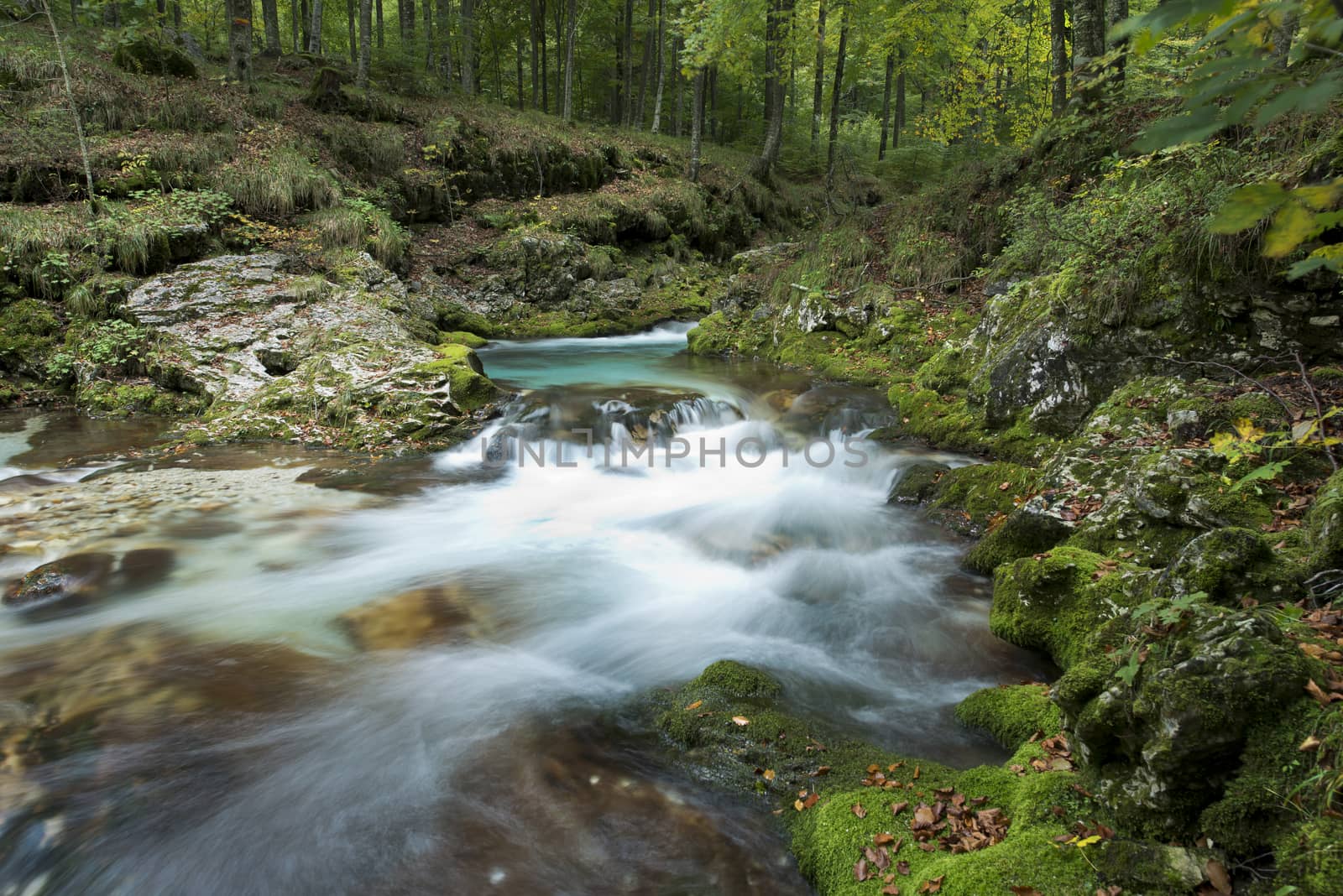 a view of a stream in the wood in autumn