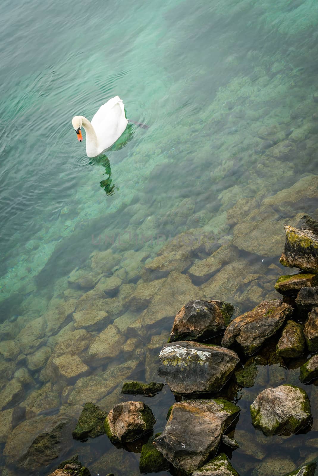 White swan on the shores of the Geneva lake in Switzerland