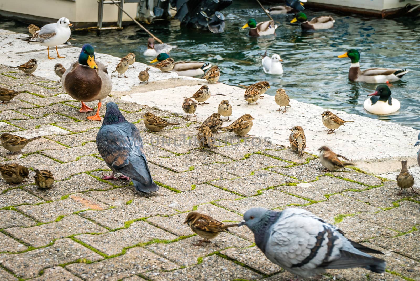 Pigeon, starlings and ducks eating all together on a dock