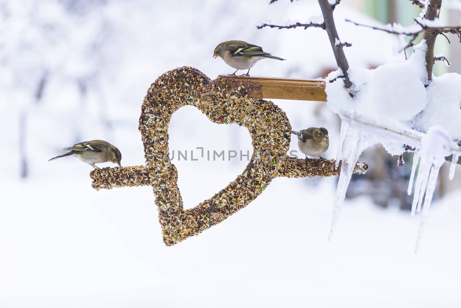 Winter season bird feeder by crazymedia007