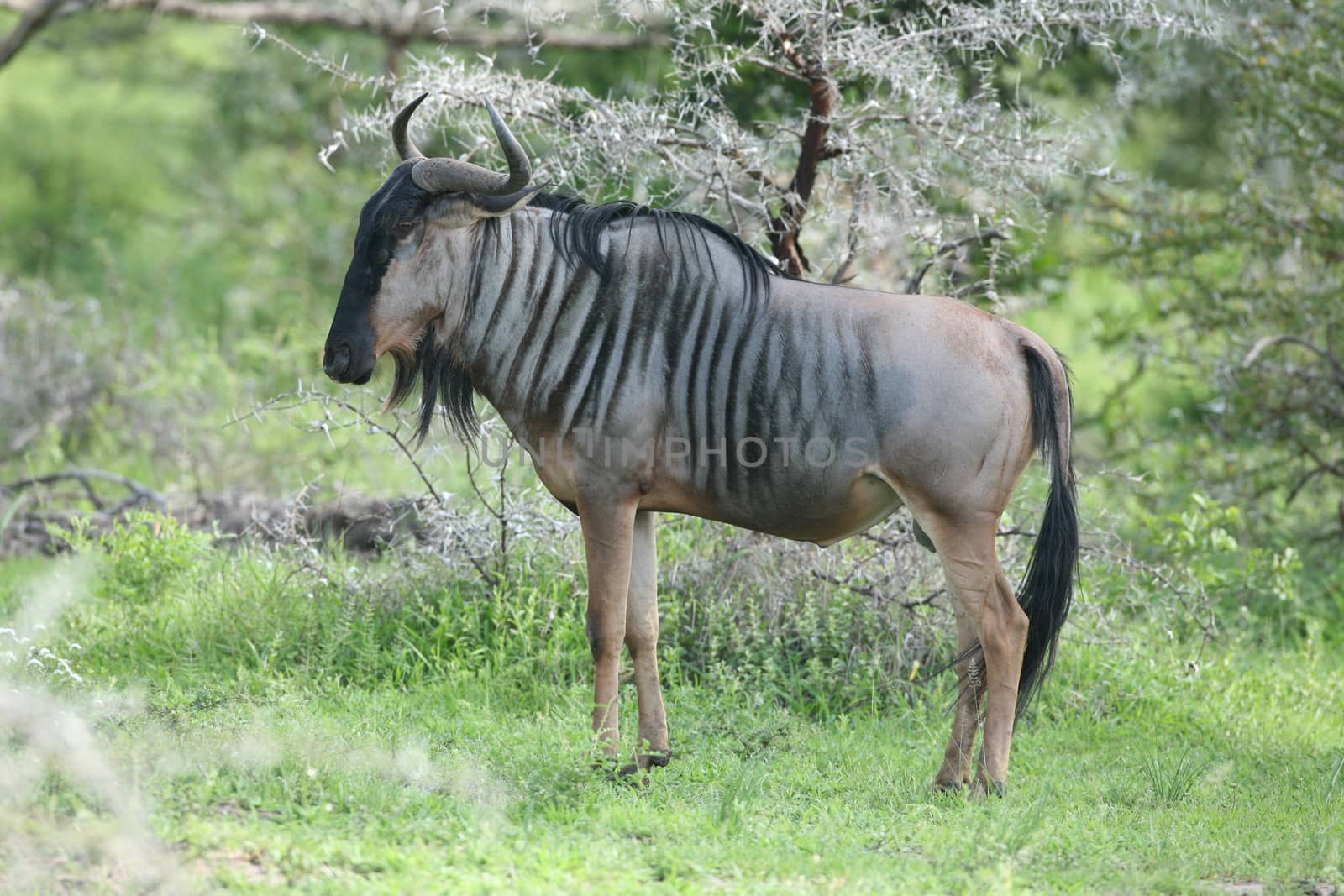 Wildebeest Wild Antelope Gnu in African Botswana savannah