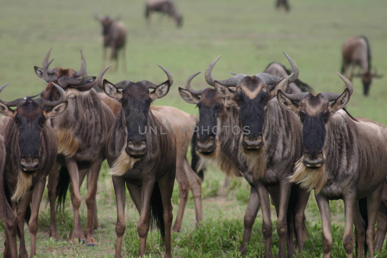 Wildebeest Wild Antelope Gnu in African Botswana savannah