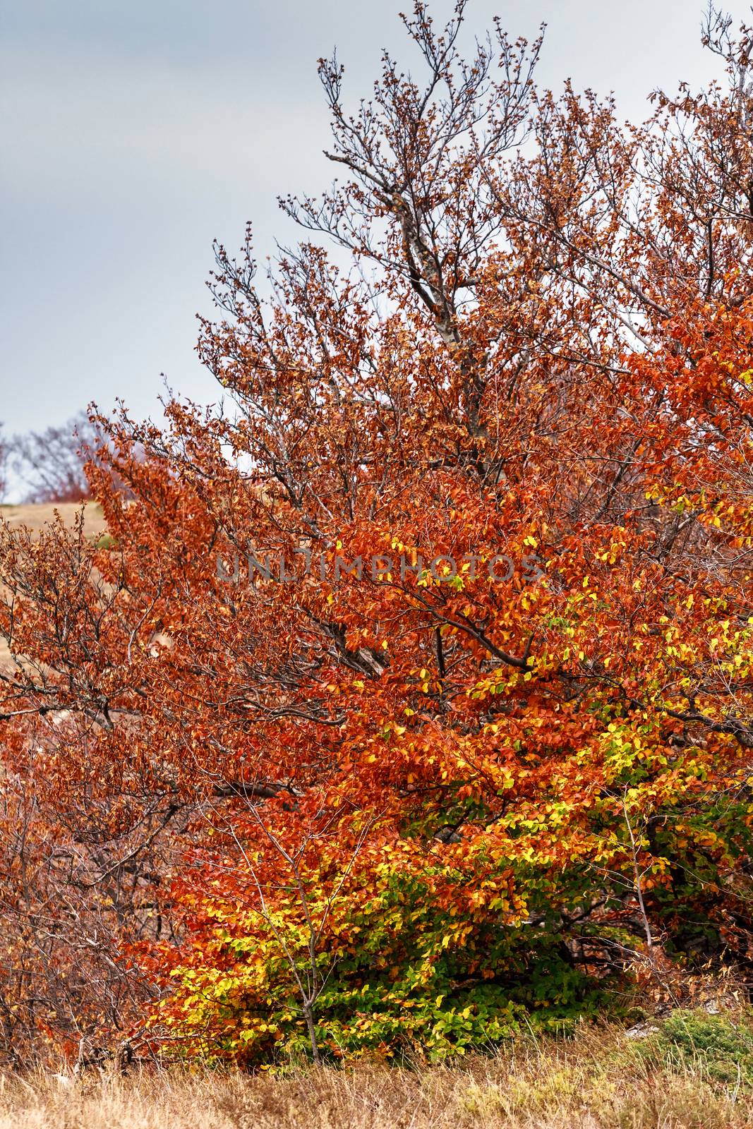 Beautiful autumn forest by fogen