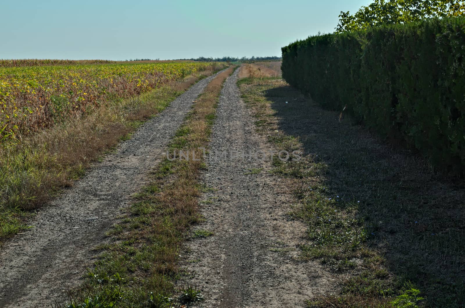 Rural dirt side road in the middle of agricultural fields by sheriffkule