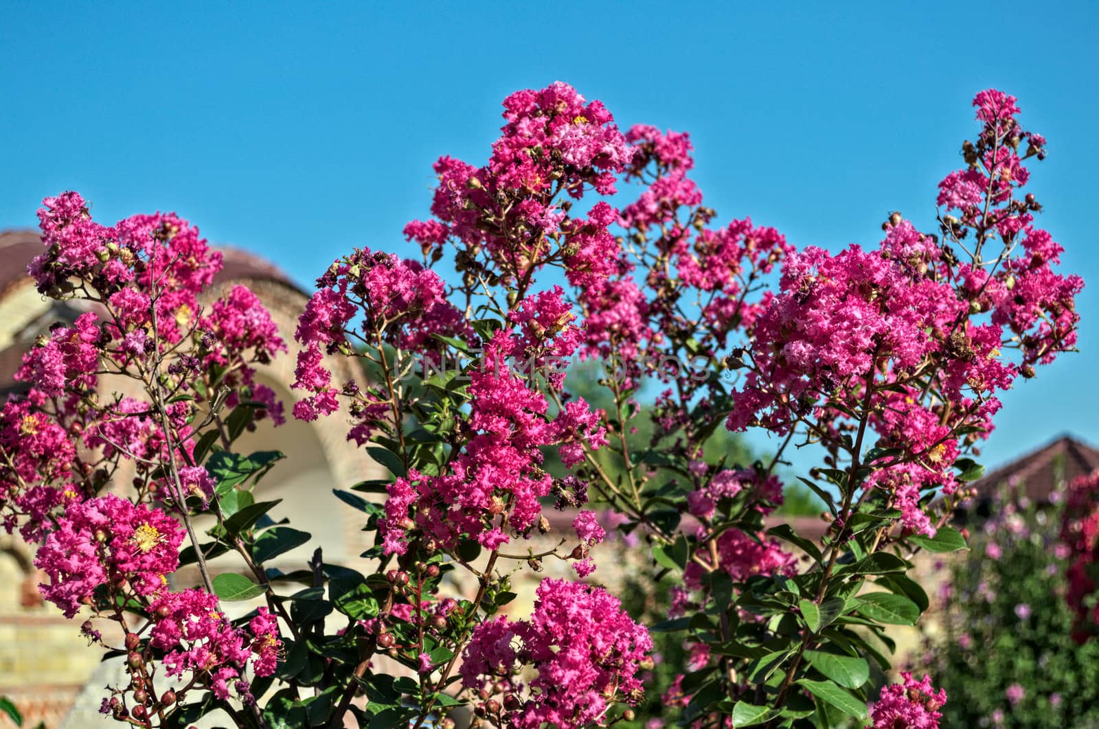 Decorative tree blooming with pink flowers at summer by sheriffkule