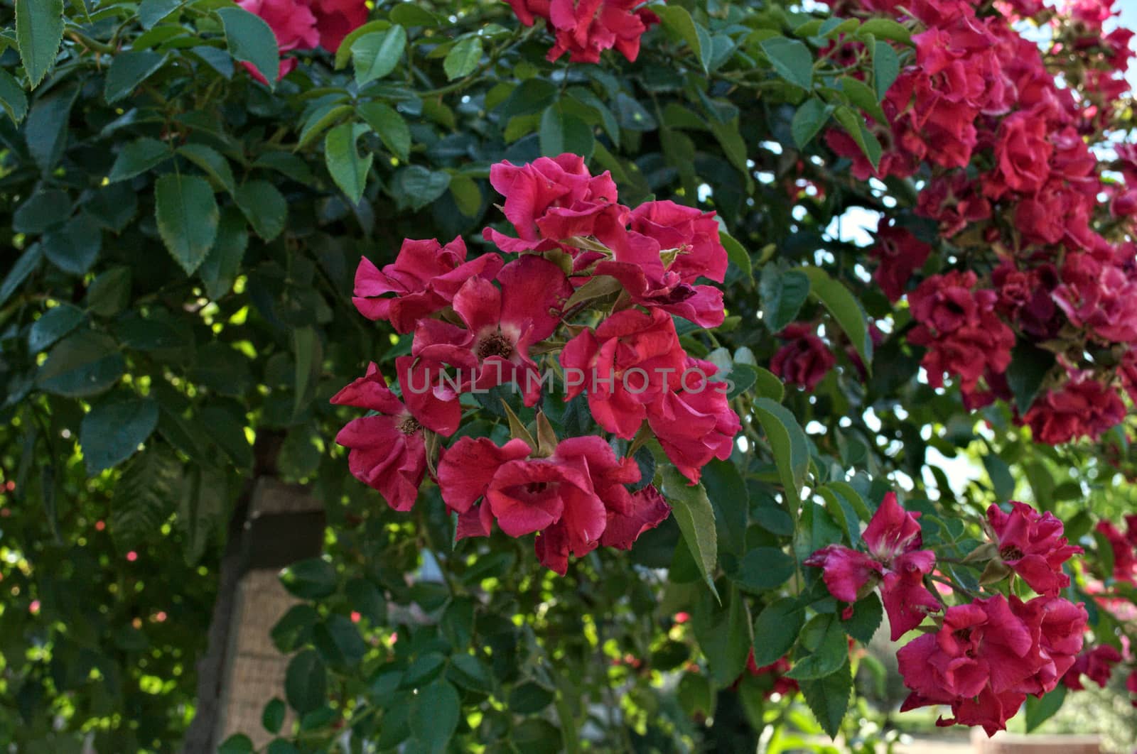 Decorative tree blooming with pink flowers at summer