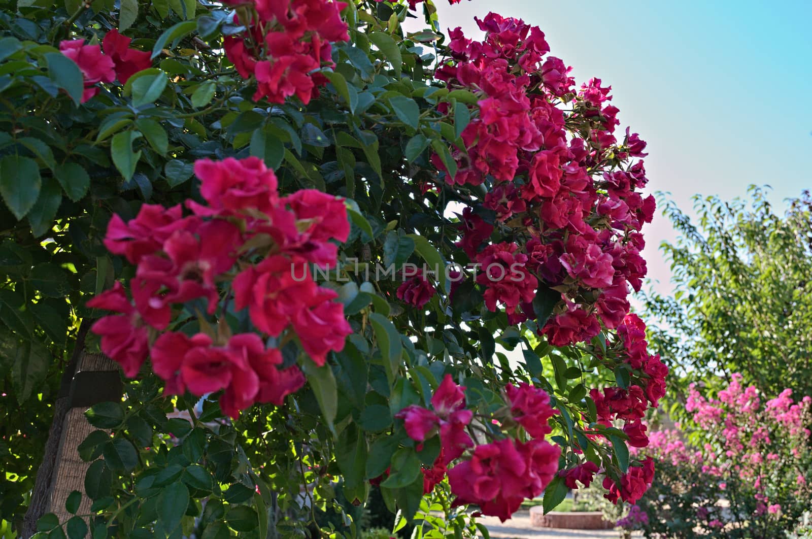 Decorative tree blooming with pink flowers at summer by sheriffkule