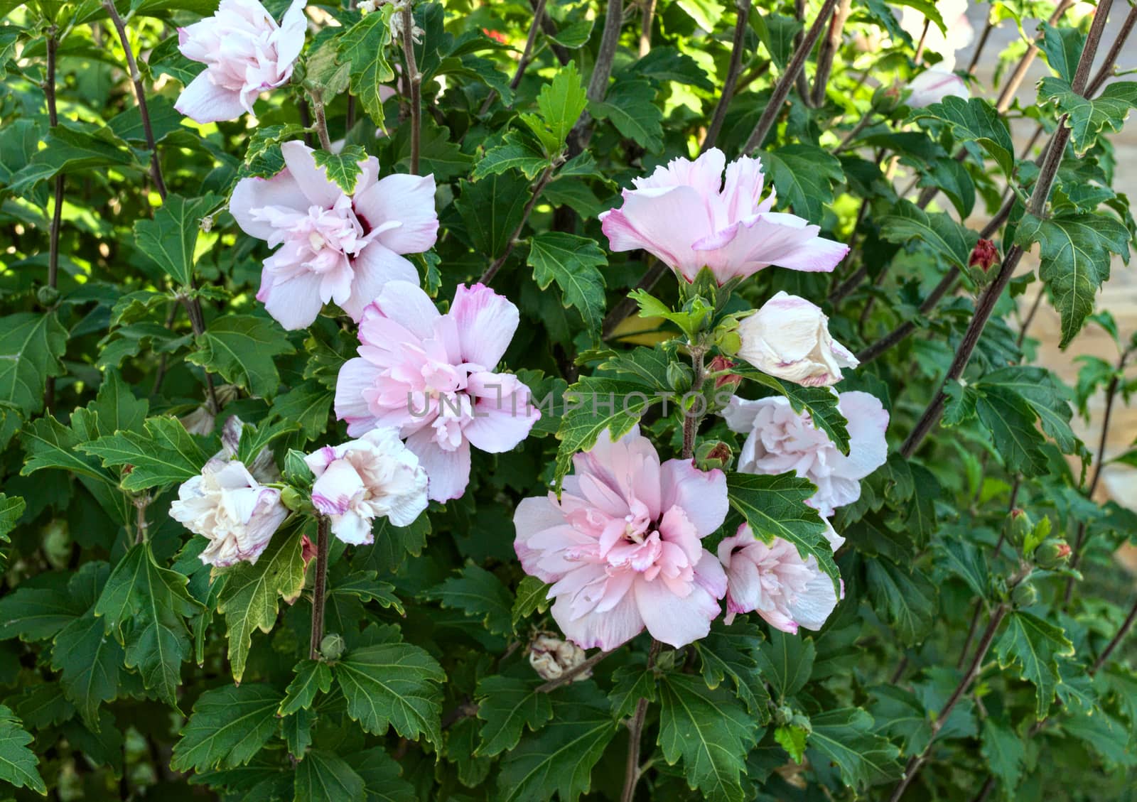 Blooming plant with white and purple flowers