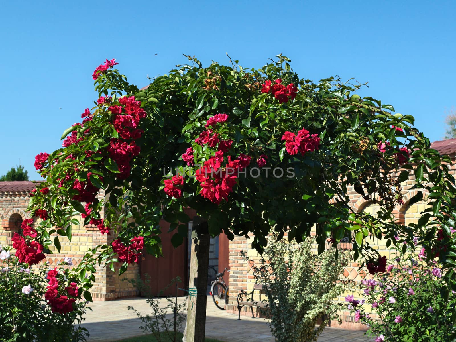 Decorative tree blooming with pink flowers at summer by sheriffkule