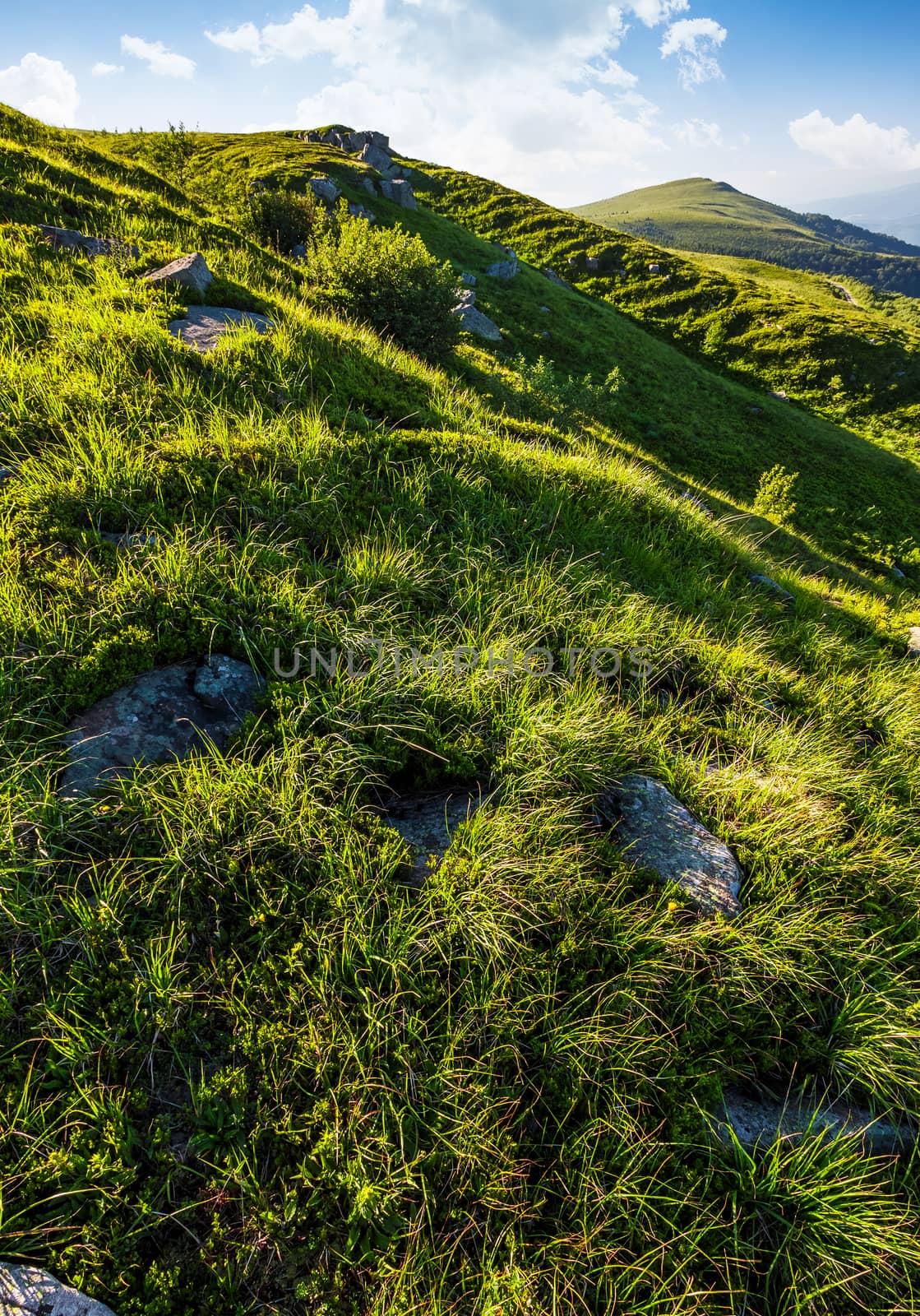 grassy slope of mountain in summertime by Pellinni