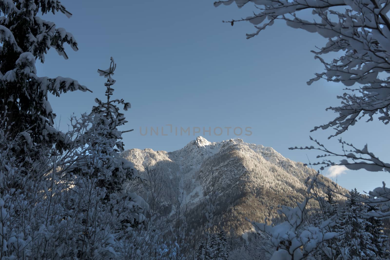 winter landscape covered by snow