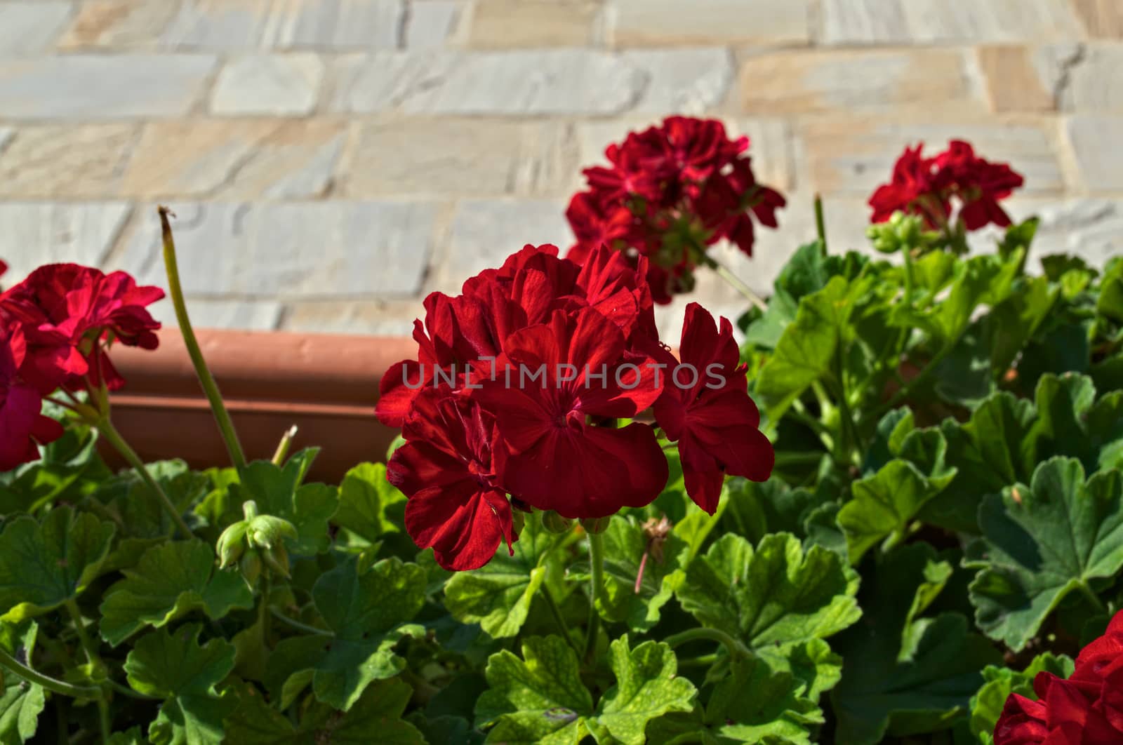 Beautiful red flowers in full bloom, close up by sheriffkule