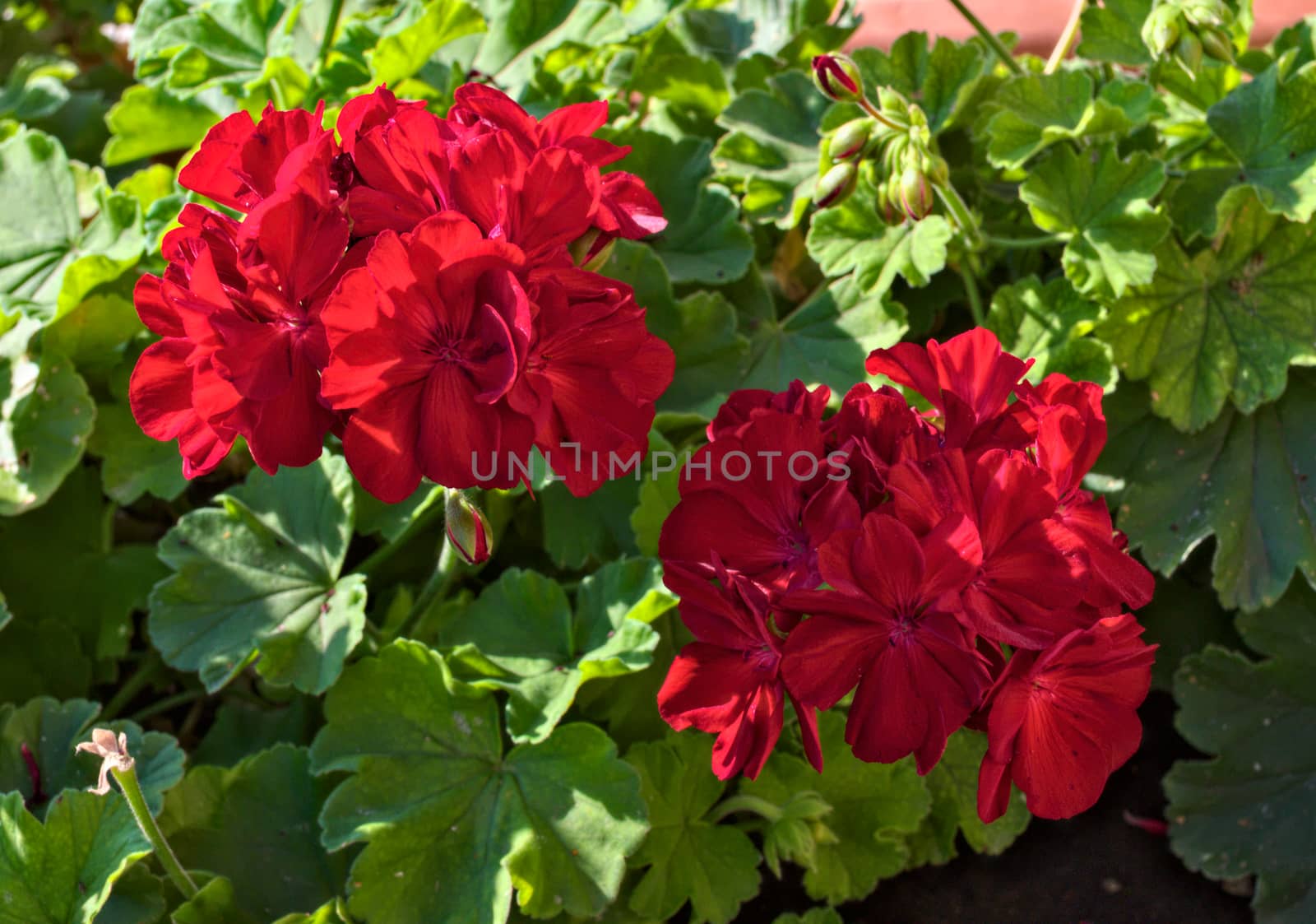 Beautiful red flowers in full bloom, close up