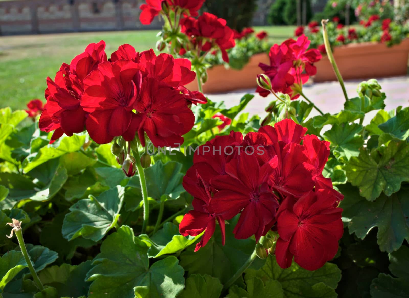 Beautiful red flowers in full bloom, close up