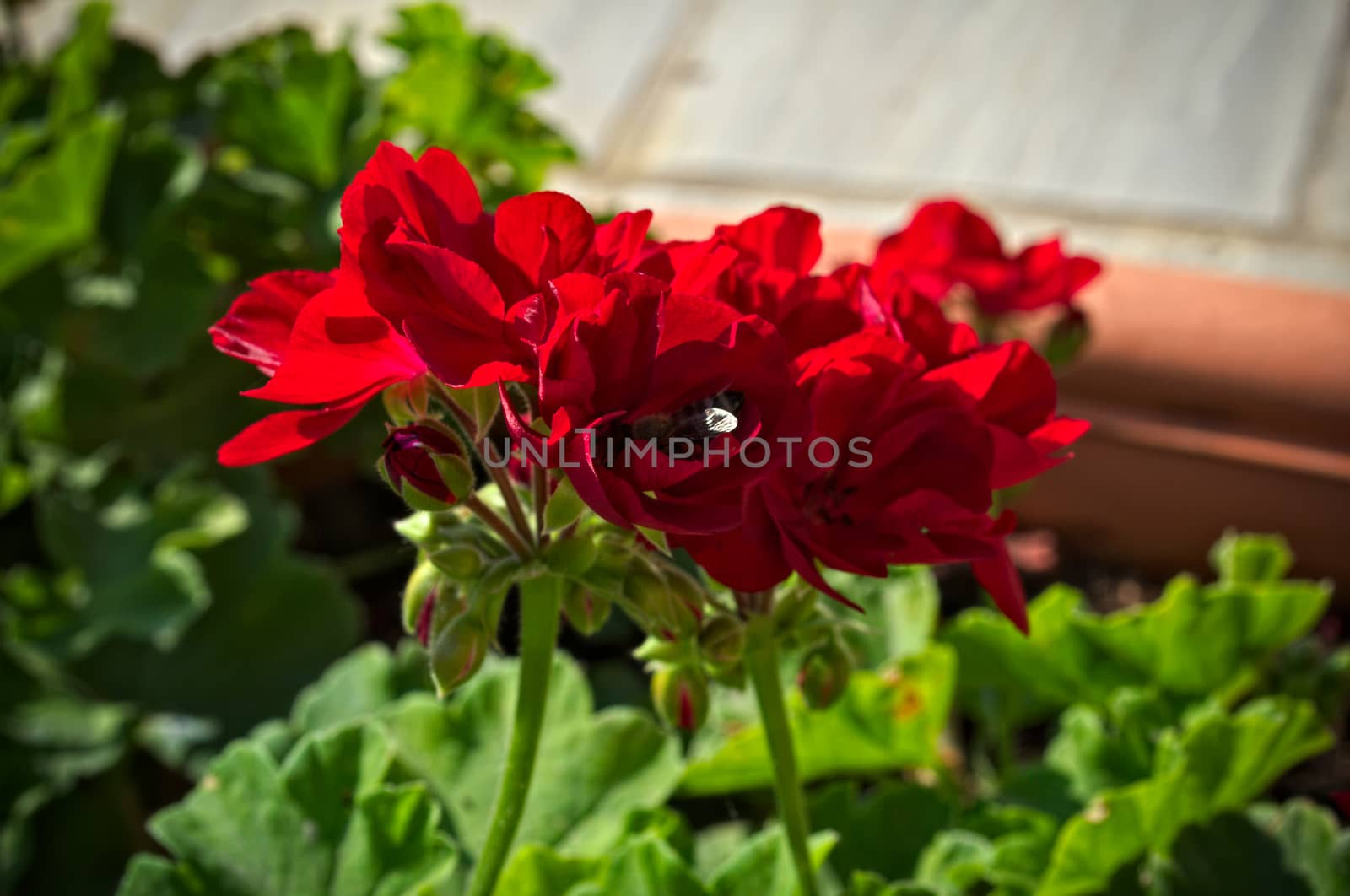 Beautiful red flowers in full bloom, close up by sheriffkule