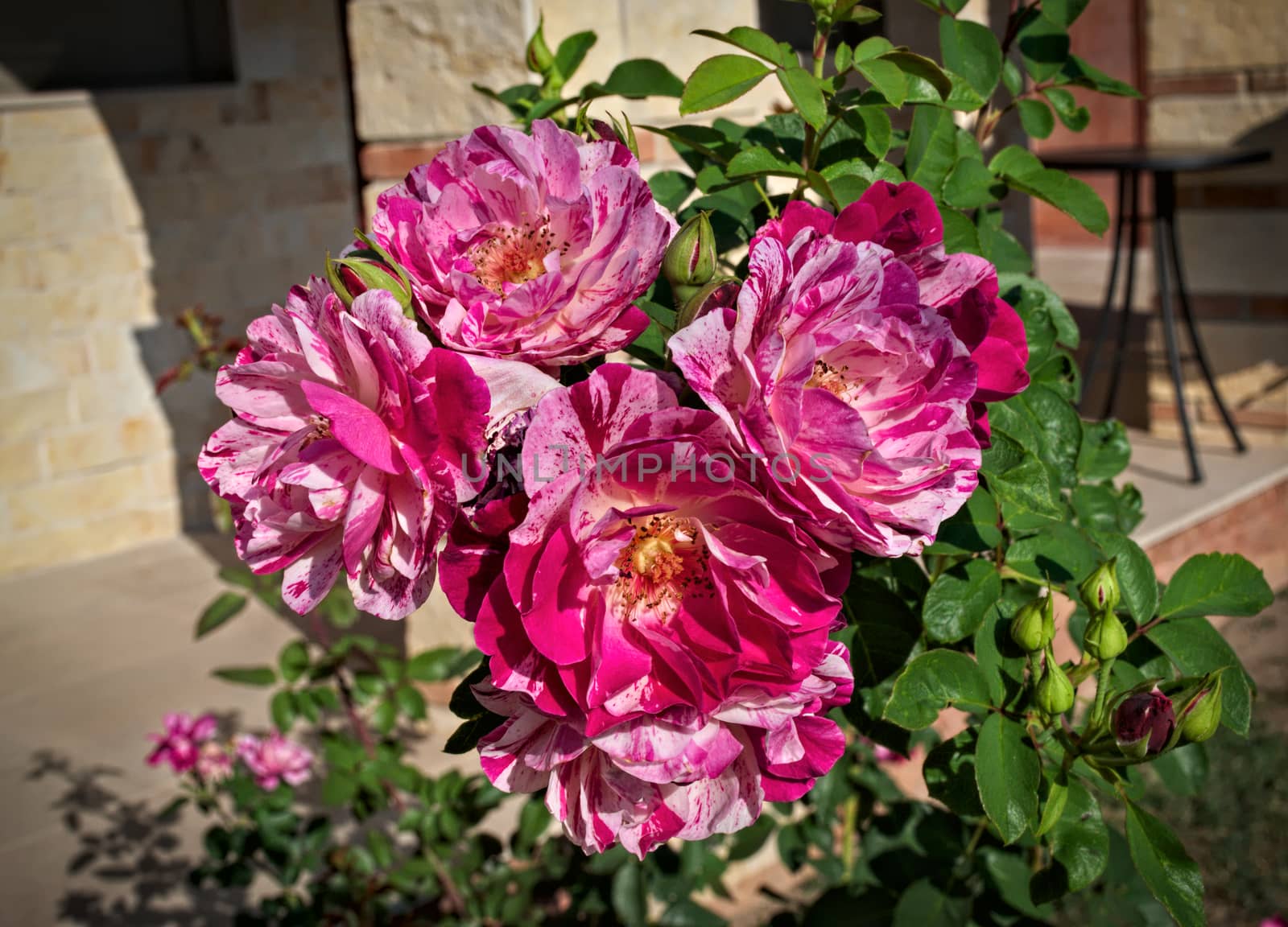 Cluster of blooming pink roses, close up by sheriffkule