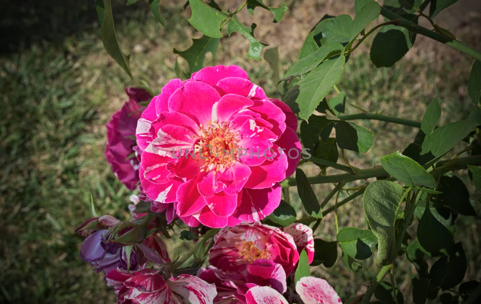 Pink rose in full blossom, close up by sheriffkule