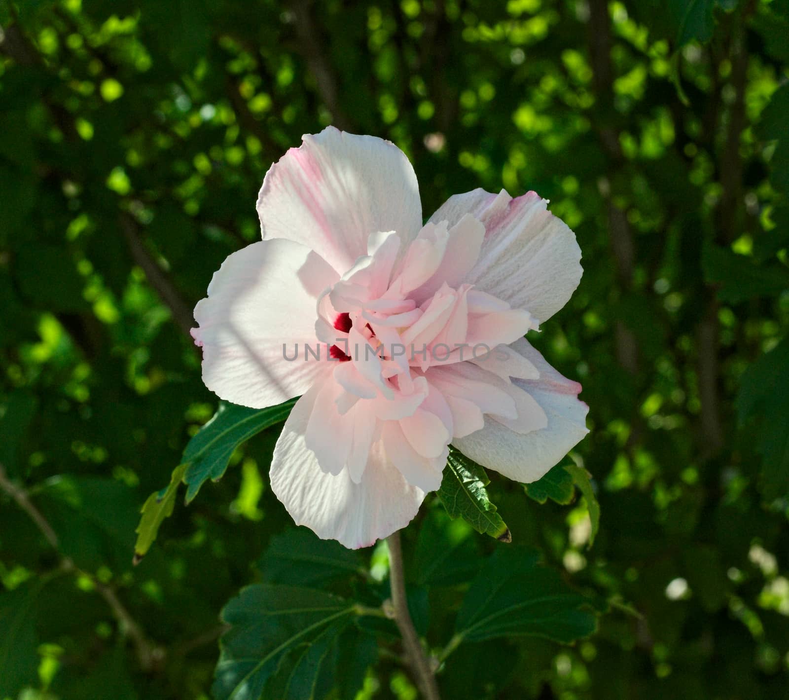 Beautiful white flower in full bloom, close up