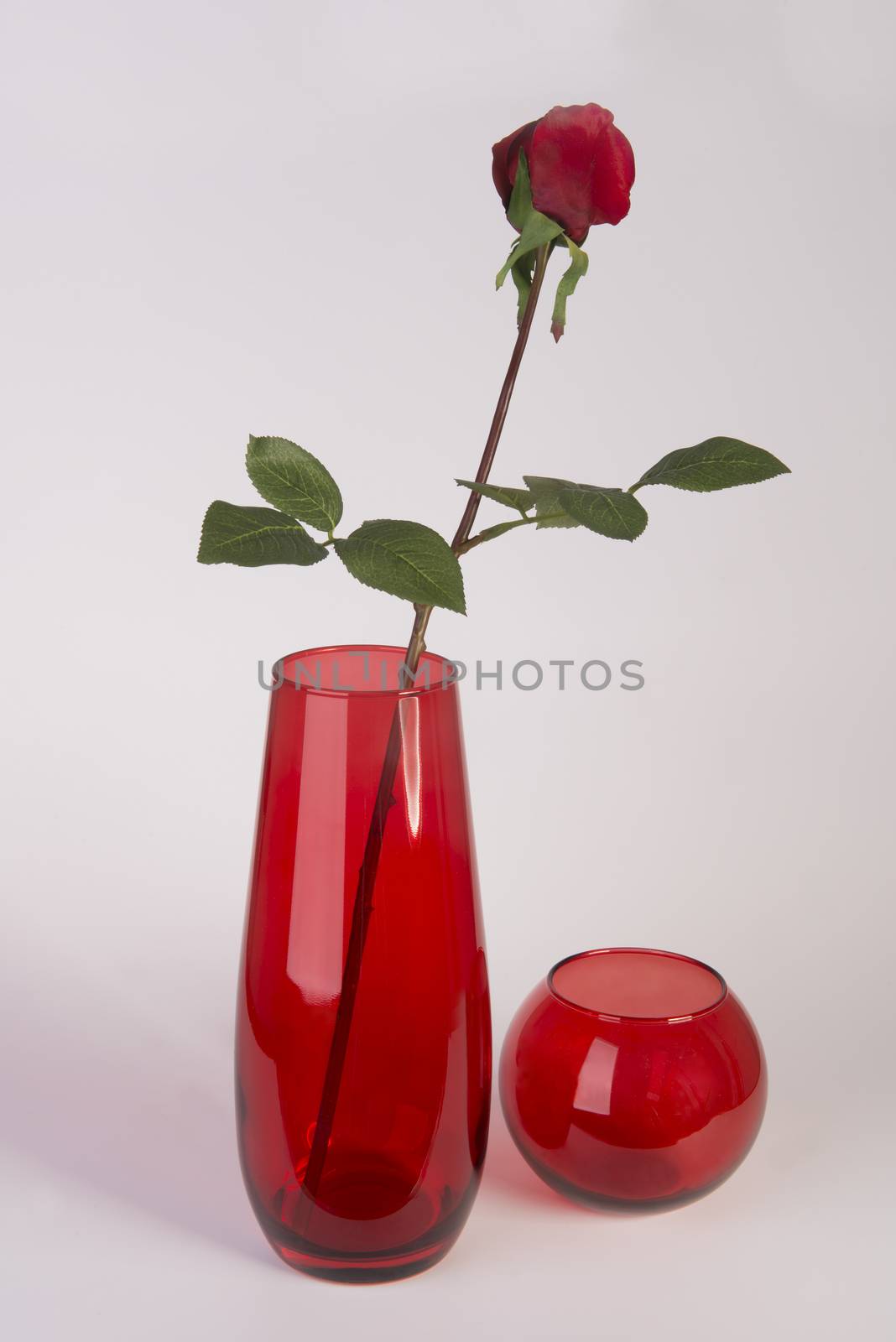 a red rose in a pot by sergiodv