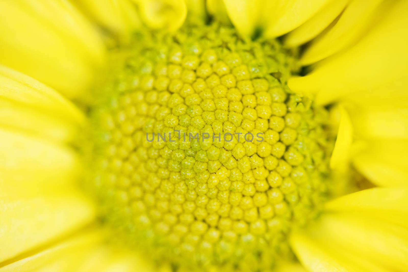 A macro shot of a sunflower bloom by 3KStudio