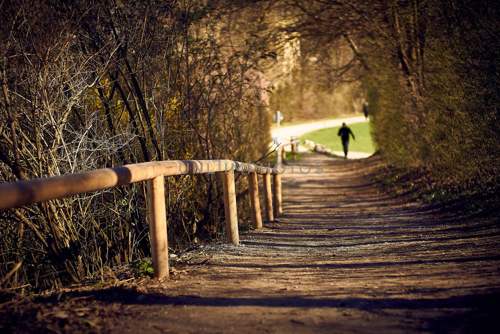 lonely way in the english garden in munich