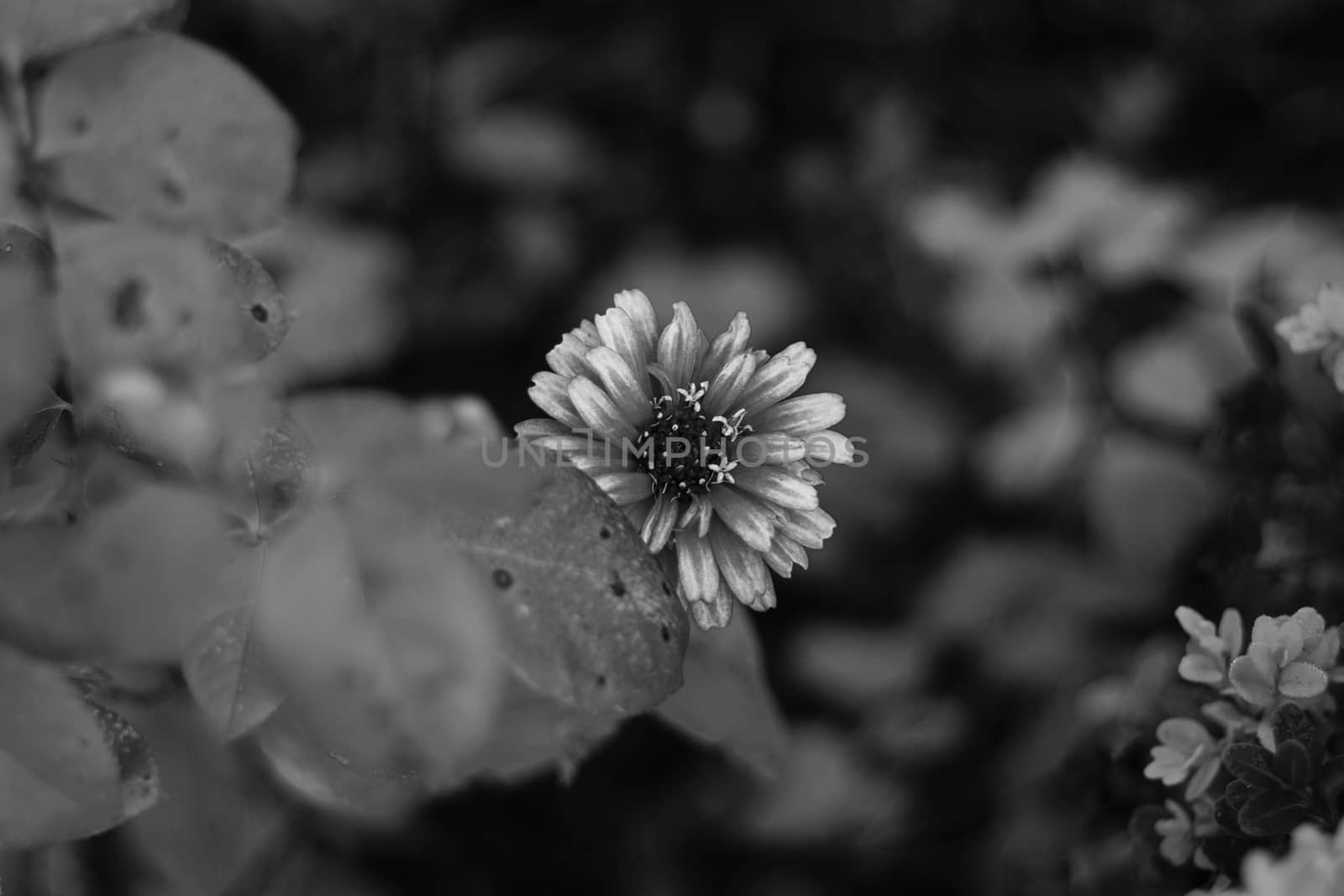 Close-up of a beautiful flower in black and white. by Sirius3001