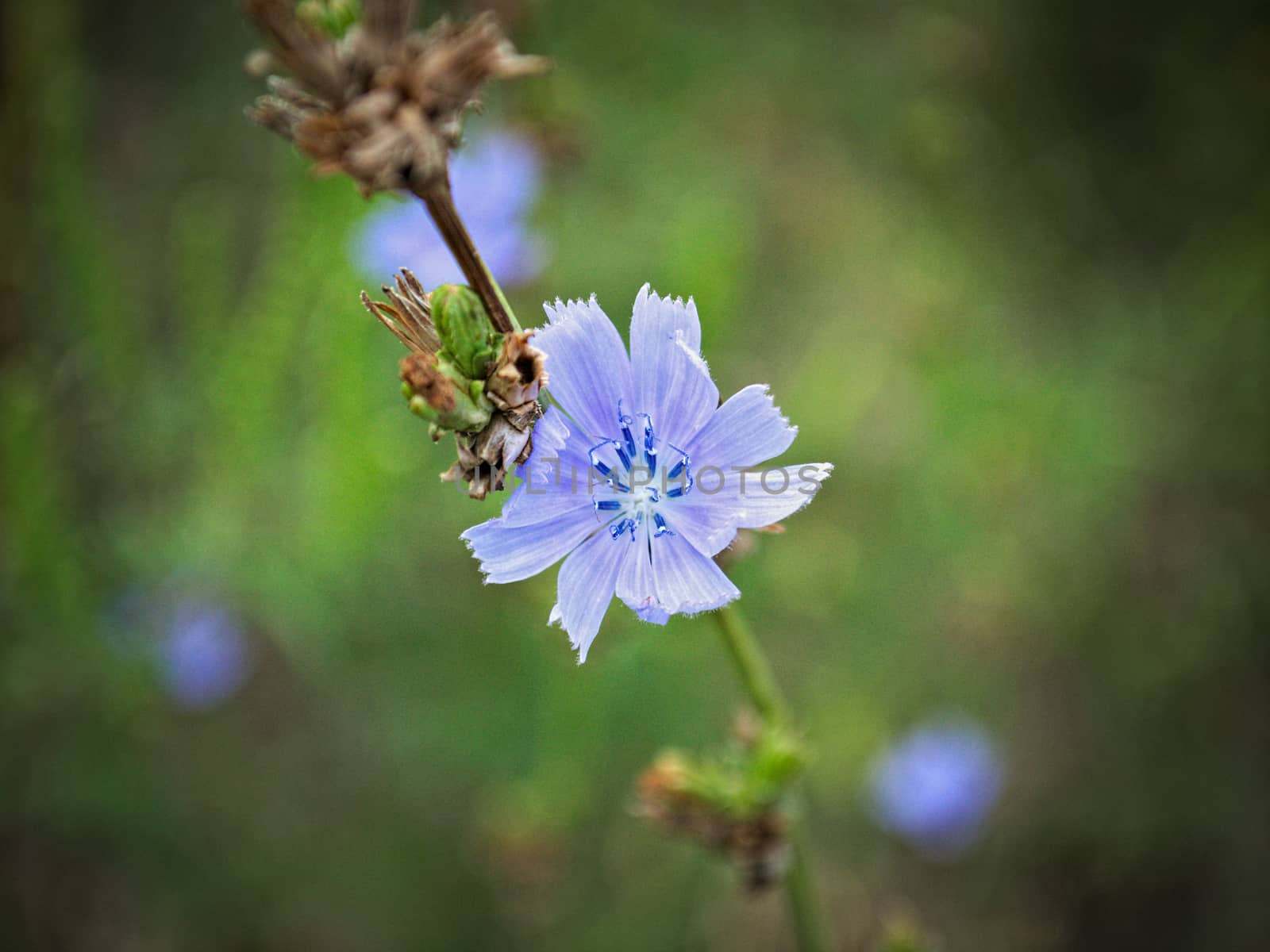 Wild plant blossom with blue flower, close up by sheriffkule