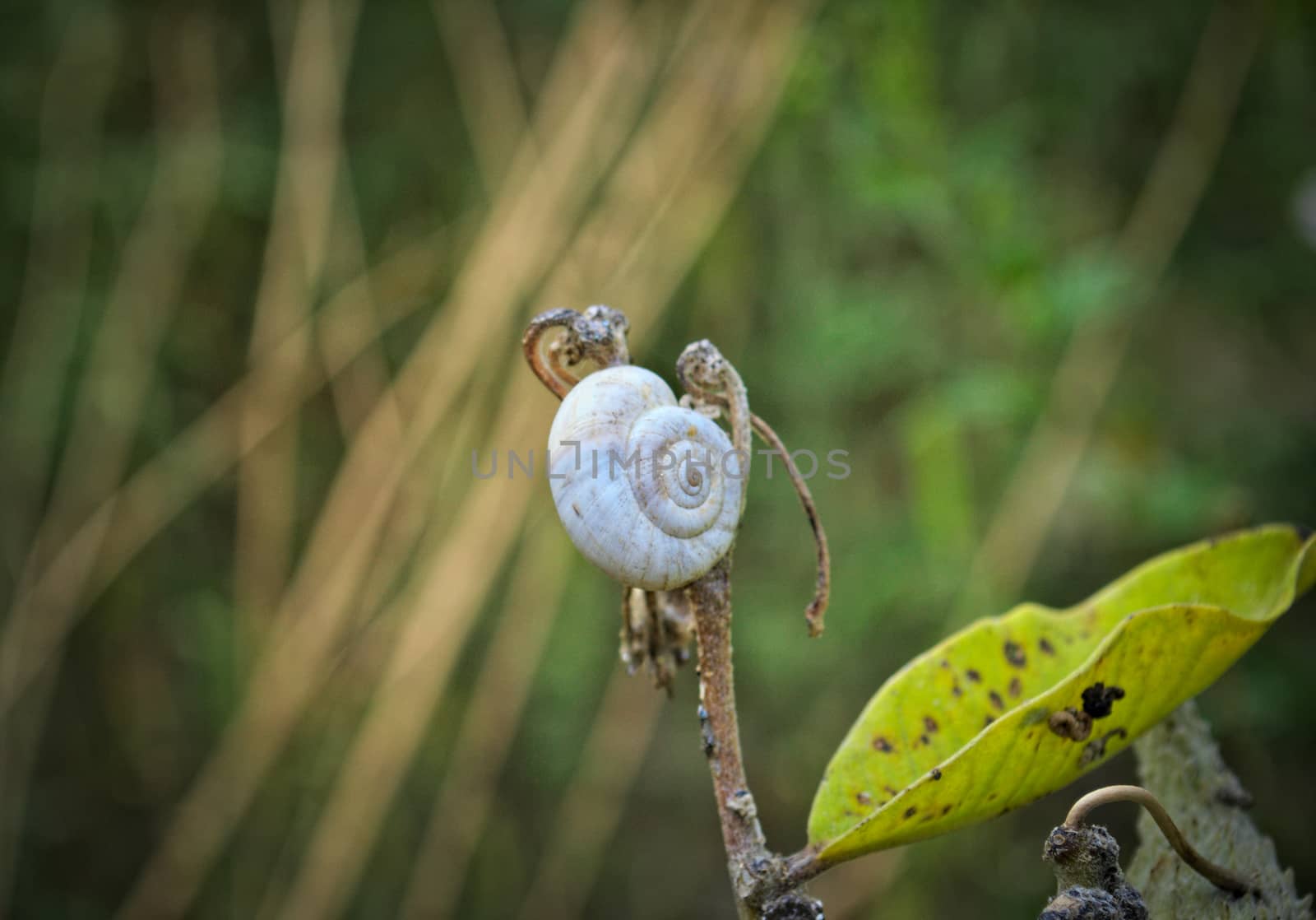 Snail at top of branch, close up by sheriffkule