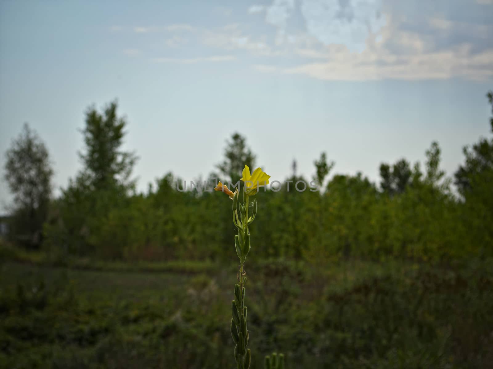 Plant blooming with yellow flower at the edge of forest