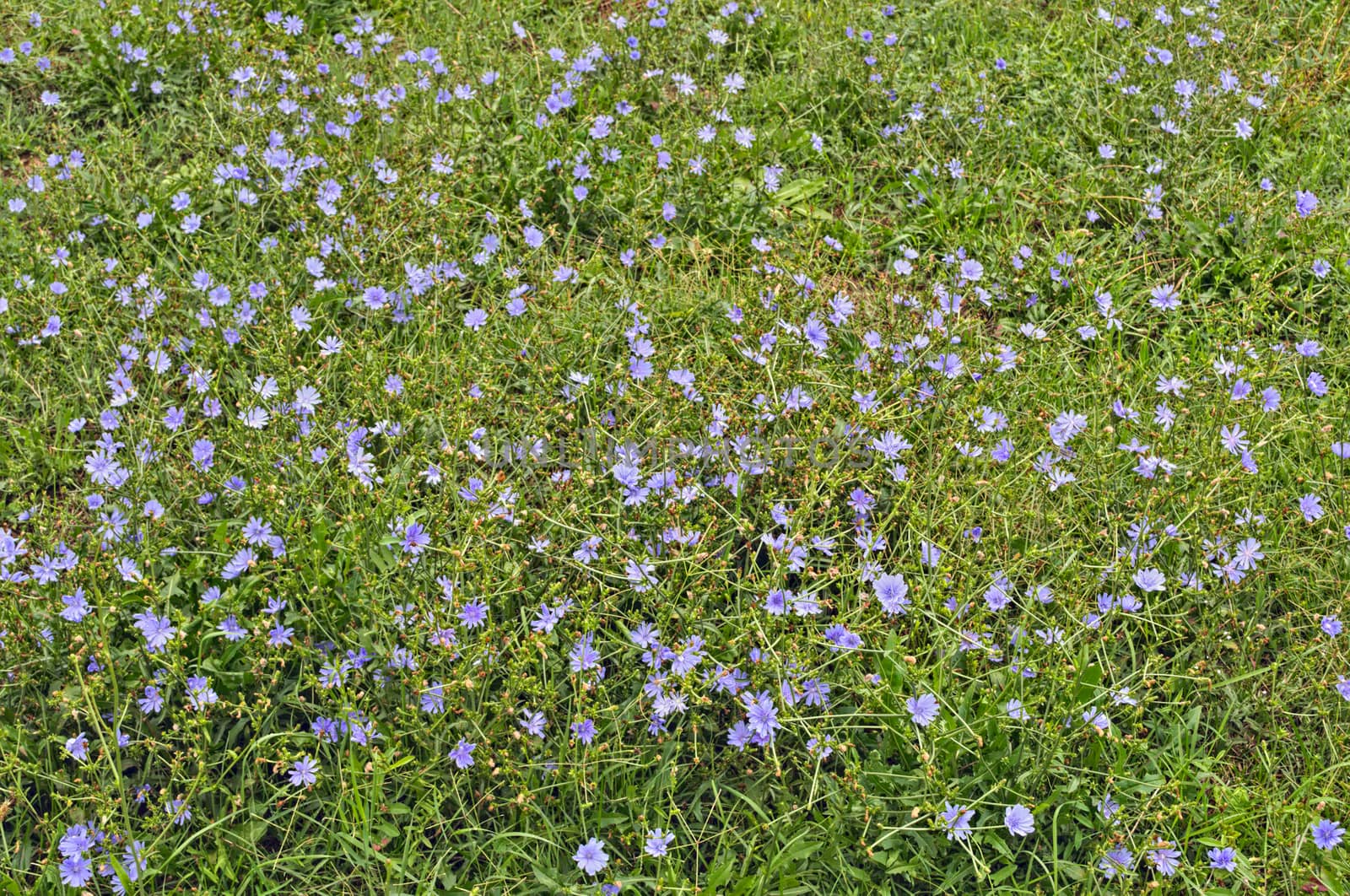 Field full with wild blue flowers, at late summer