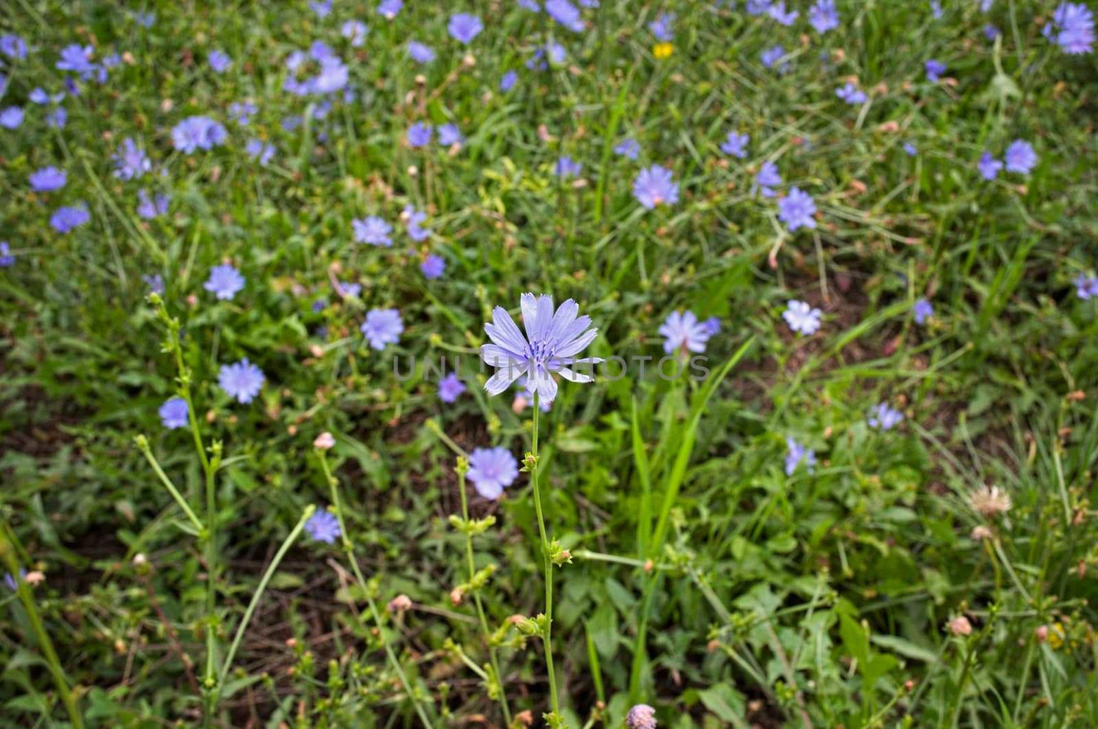 Field full with wild blue flowers, at late summer by sheriffkule