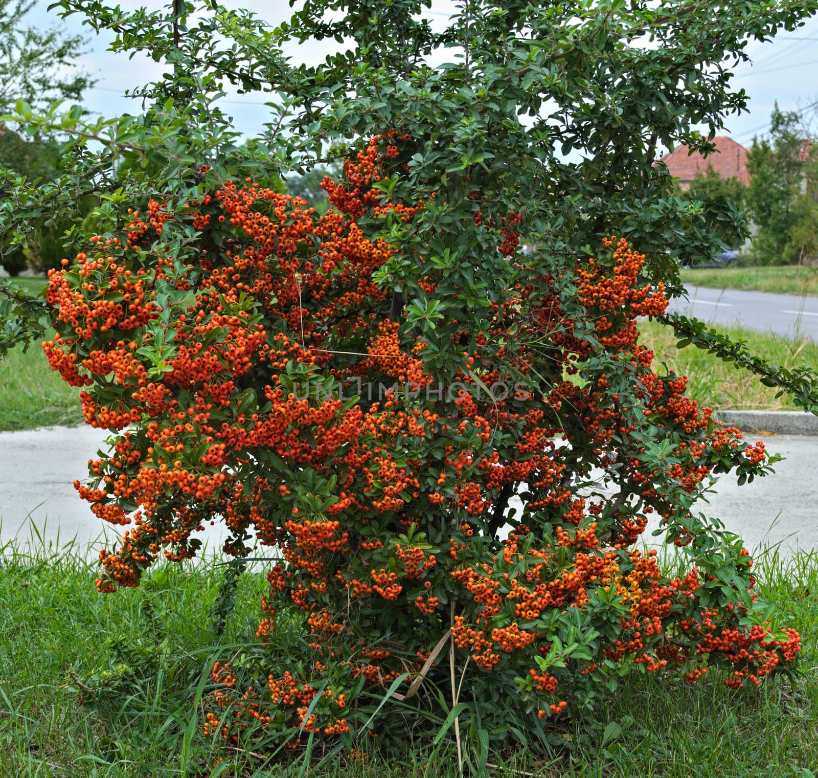 Decorative bush full with orange berries