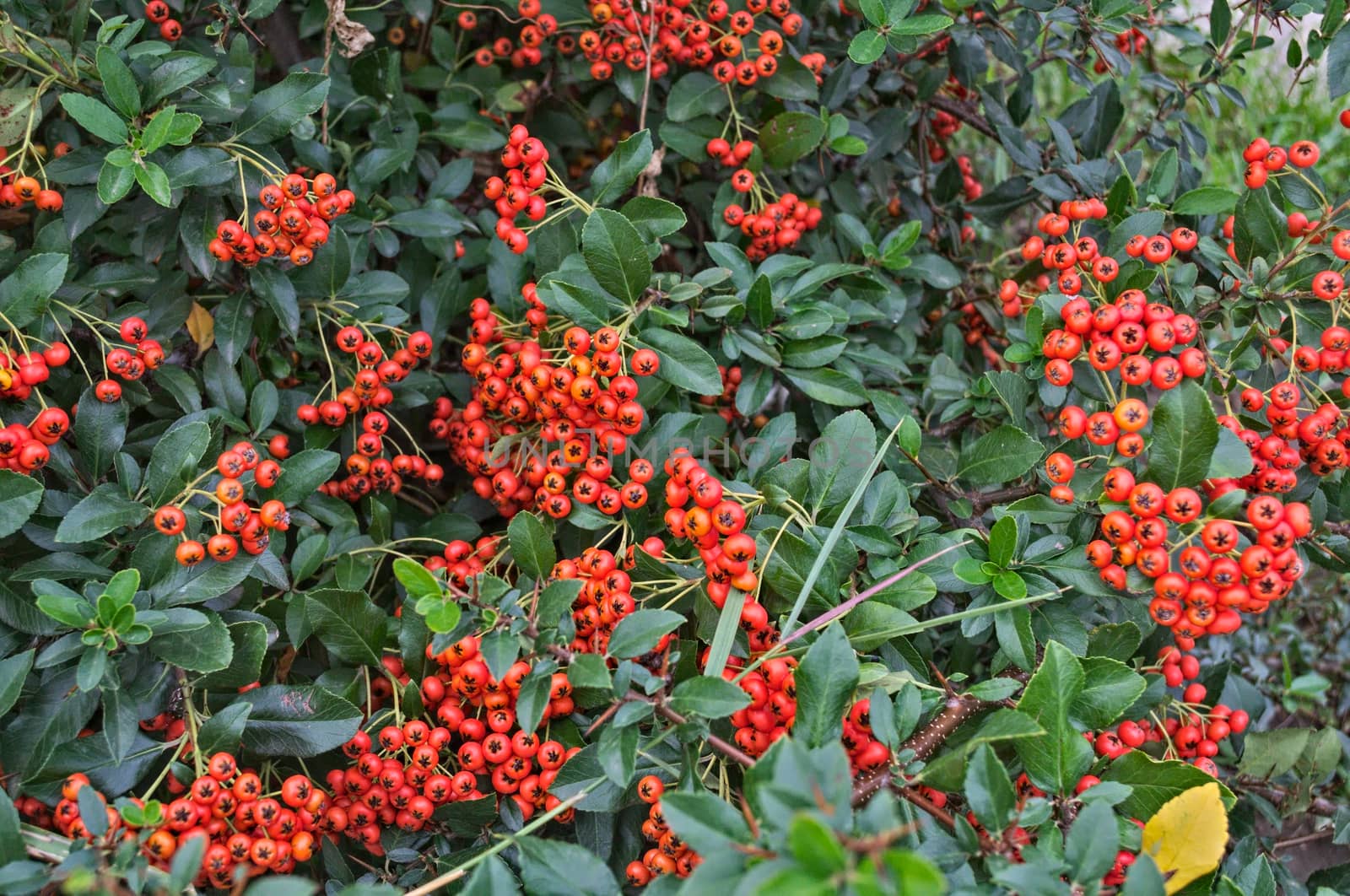 Abundance of small orange berries on a bush, autumn time