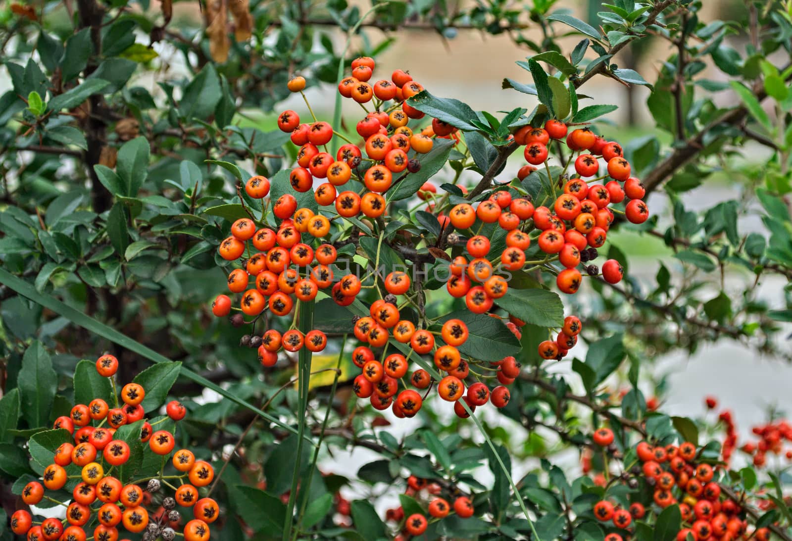 Abundance of small orange berries on a bush, autumn time