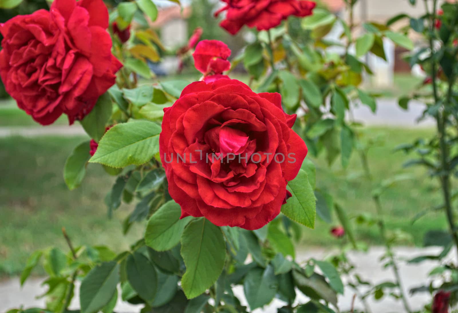 Red roses in full blossom, close up by sheriffkule