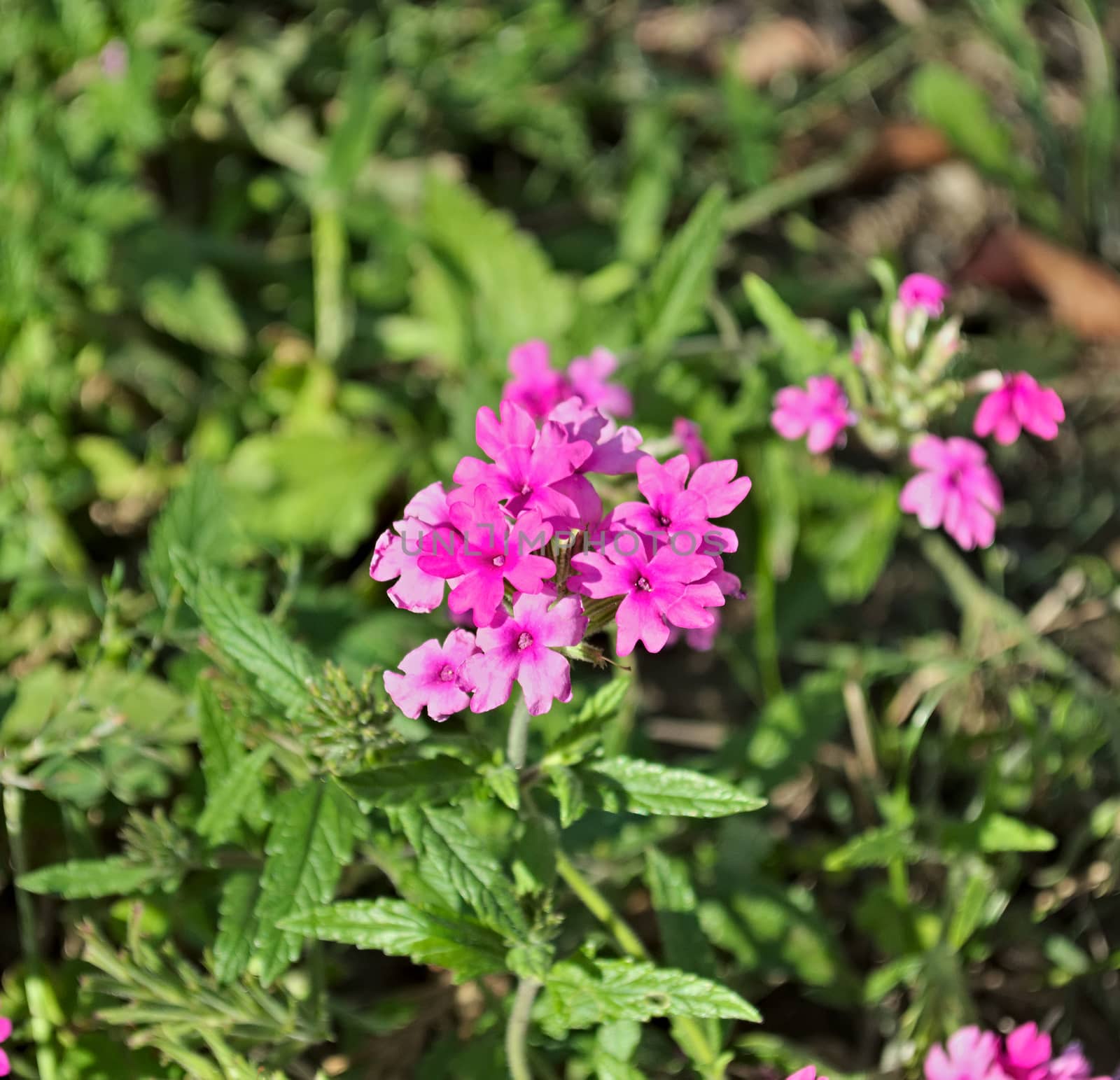 Small pink flowers blossoming at field, closeup by sheriffkule