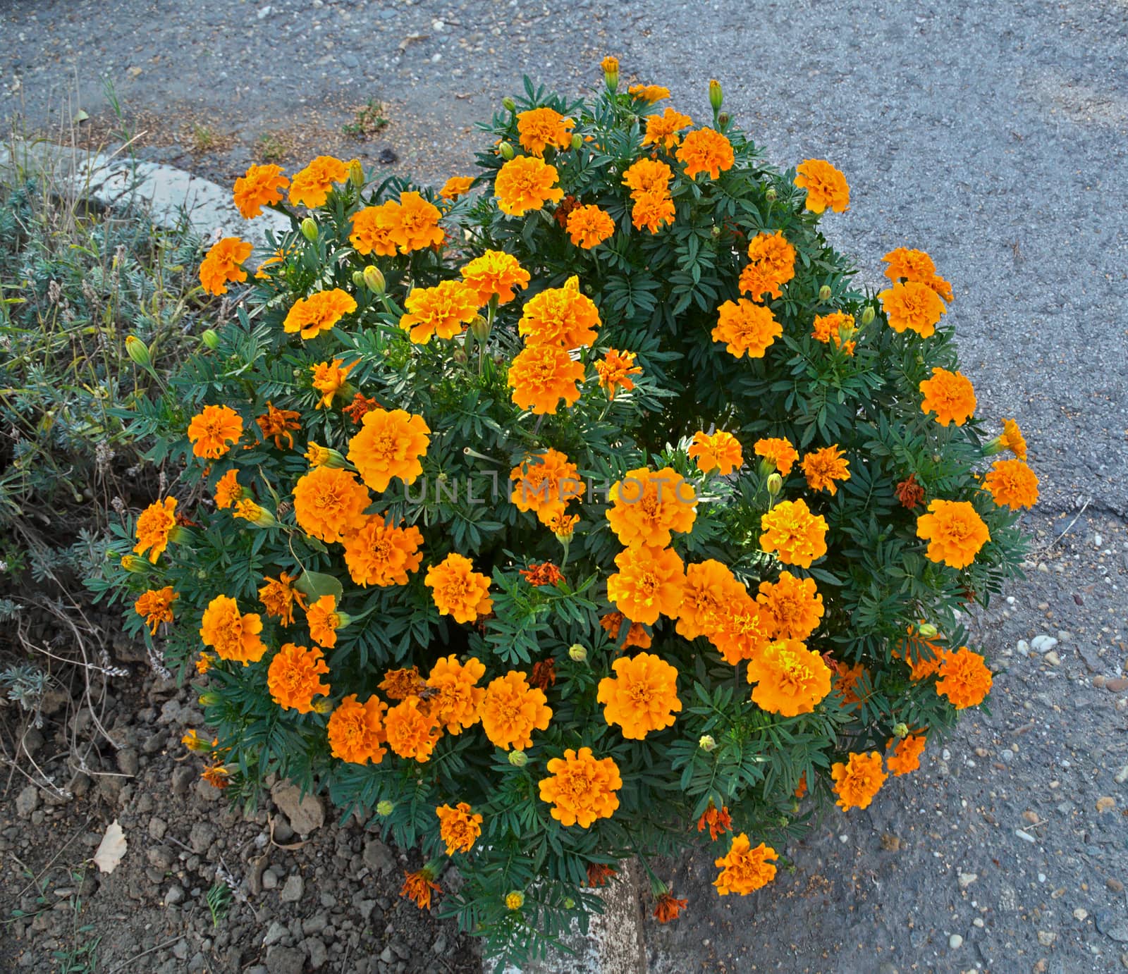 Marigold in full blossom at side of the road