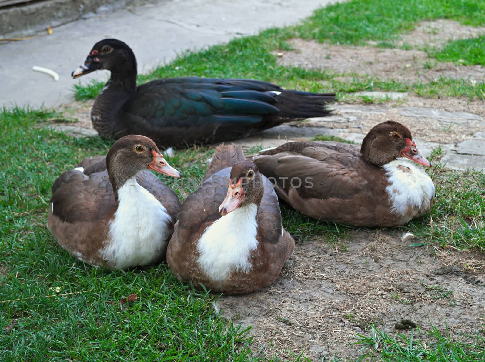 4 cute ducks posing proudly in the yard by sheriffkule