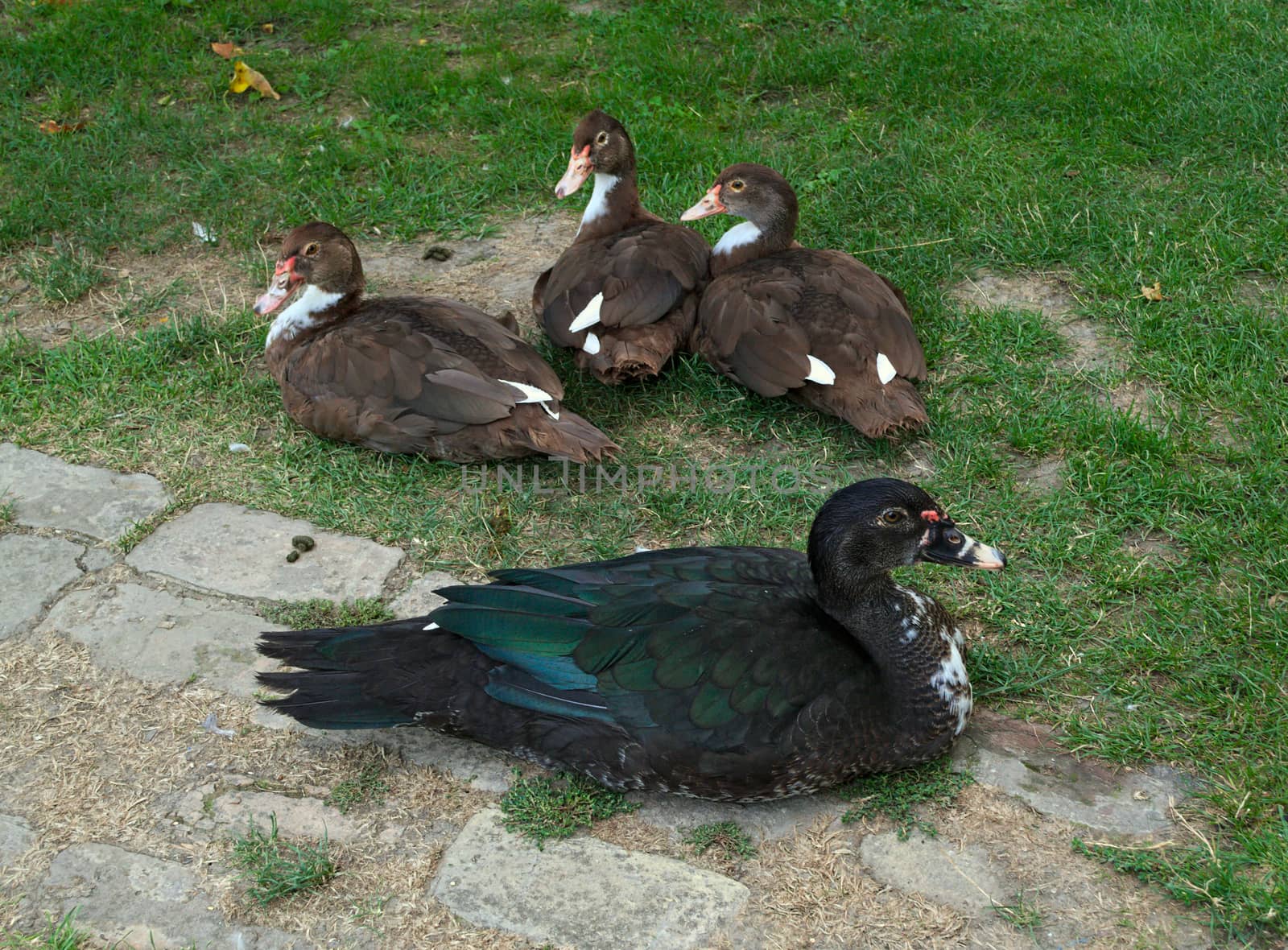 4 cute ducks posing proudly in the yard by sheriffkule